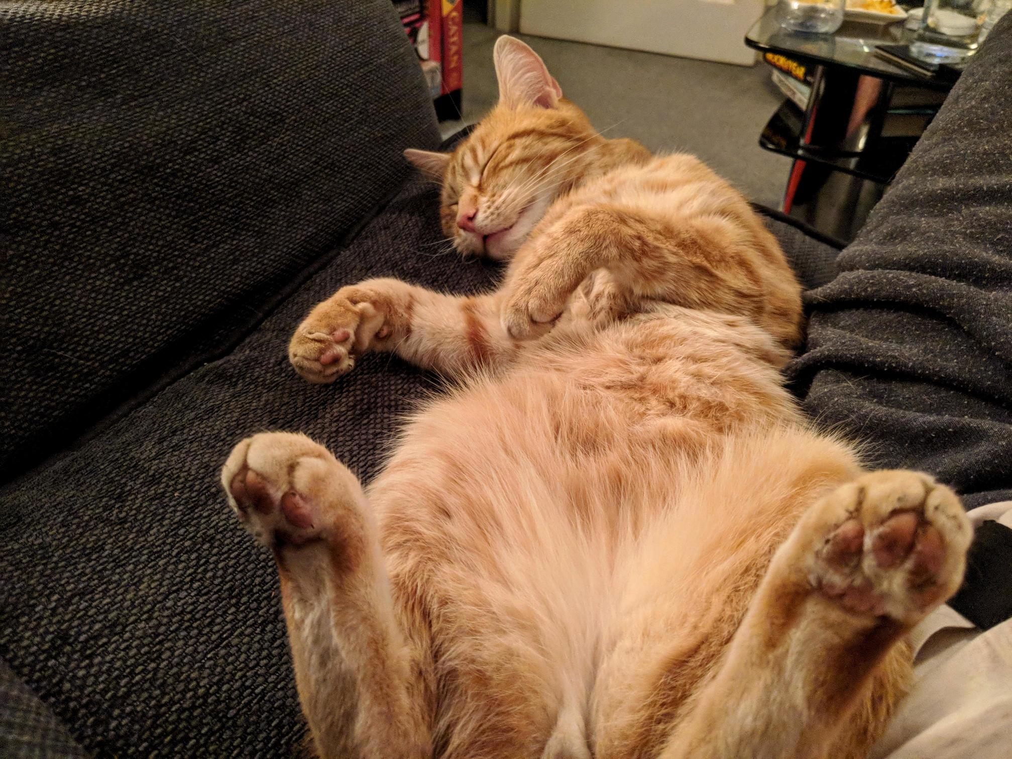 Lazarus. My Neighbour Once Told Me He Thinks My Cat Likes Weed. Times Like This, I Get It.