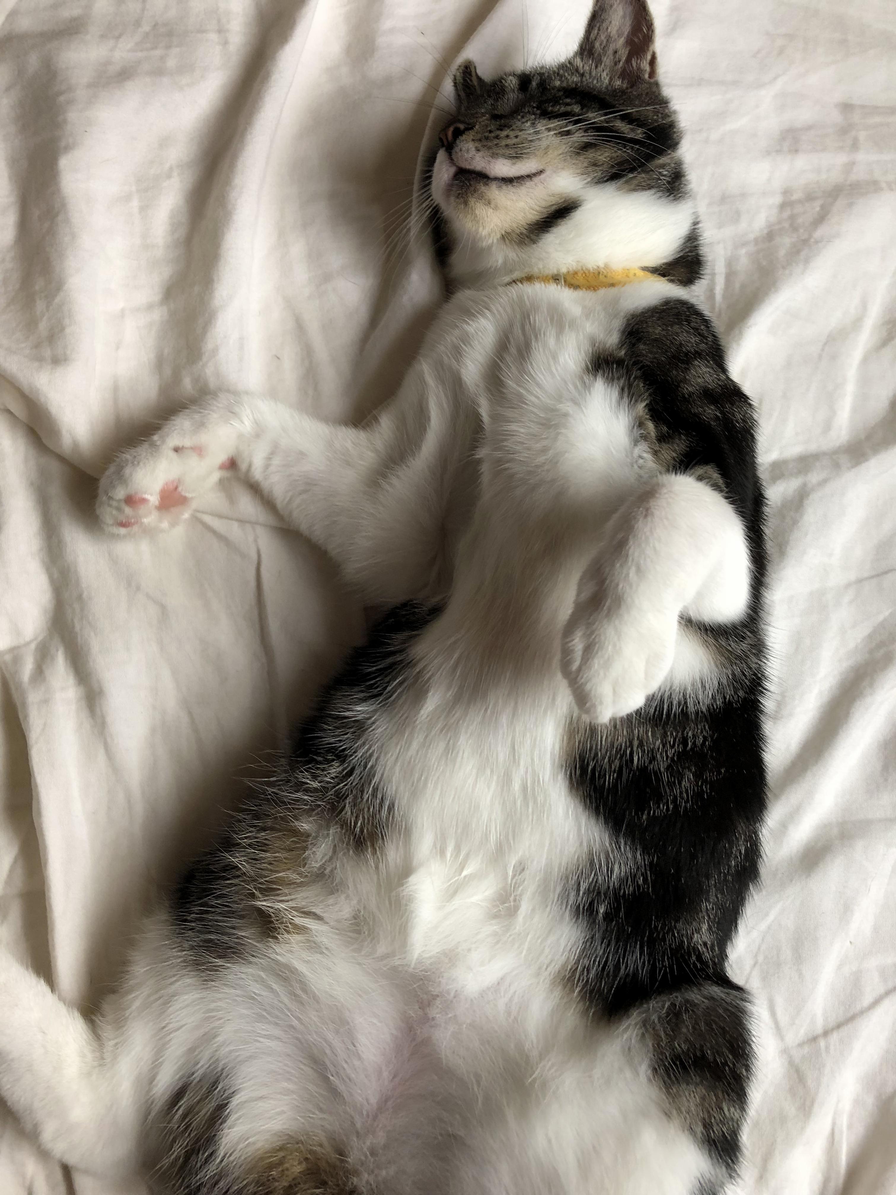 Lazy Cat
