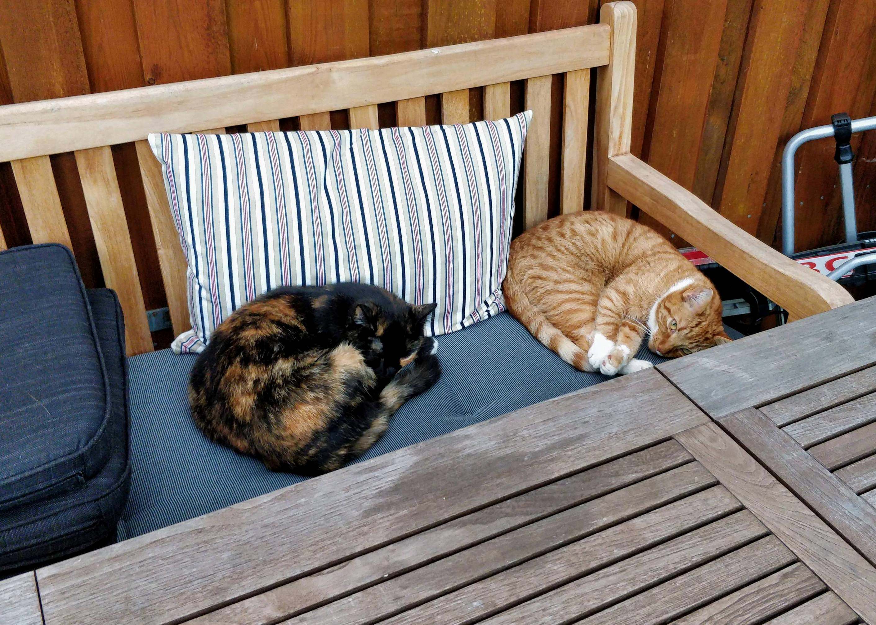 Left My Seat for 5 Minutes, Only to Come Back to These Two Buns.