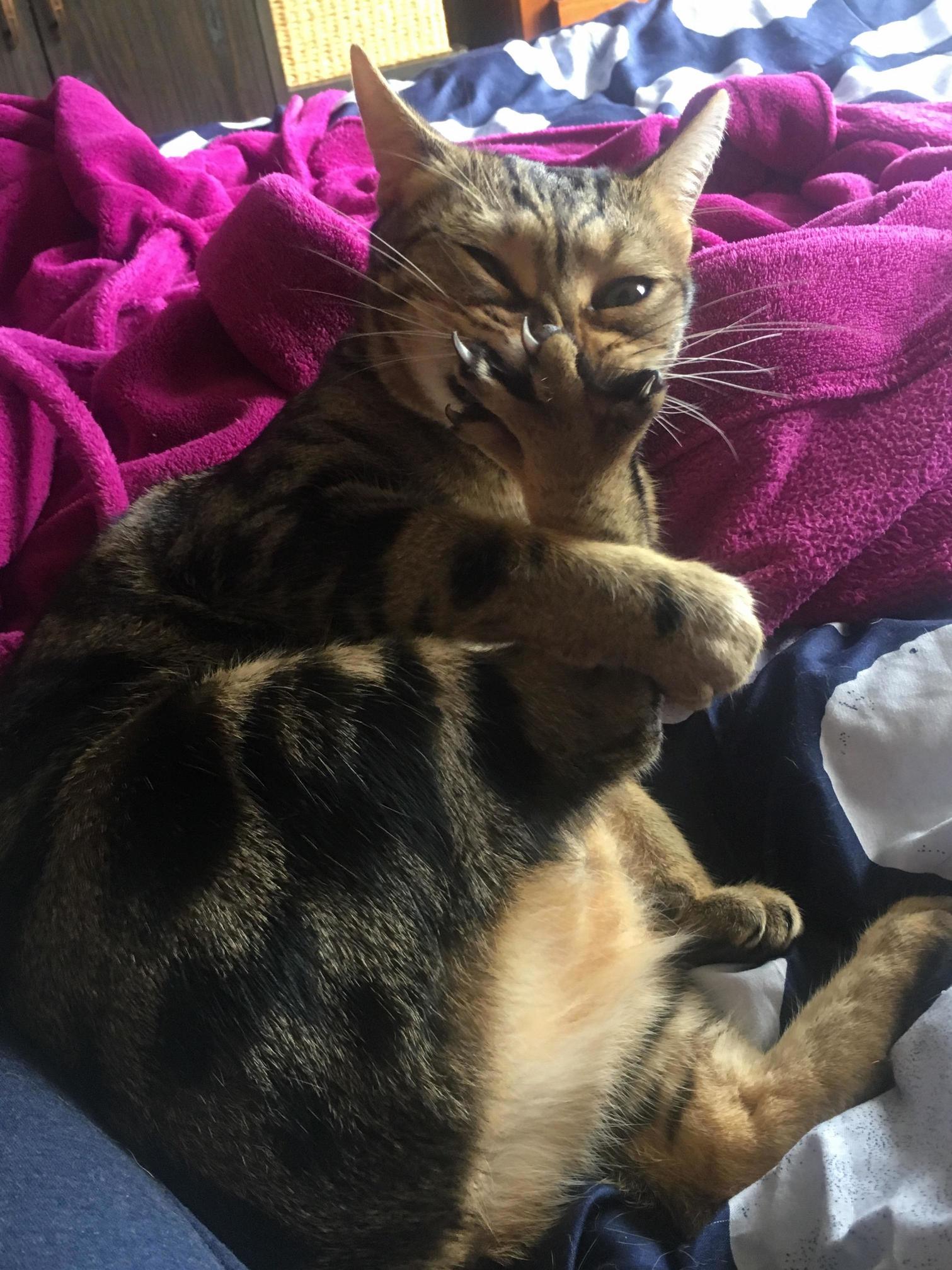 Leo Was Really Getting Into Cleaning His Feet - Lots of Noises!