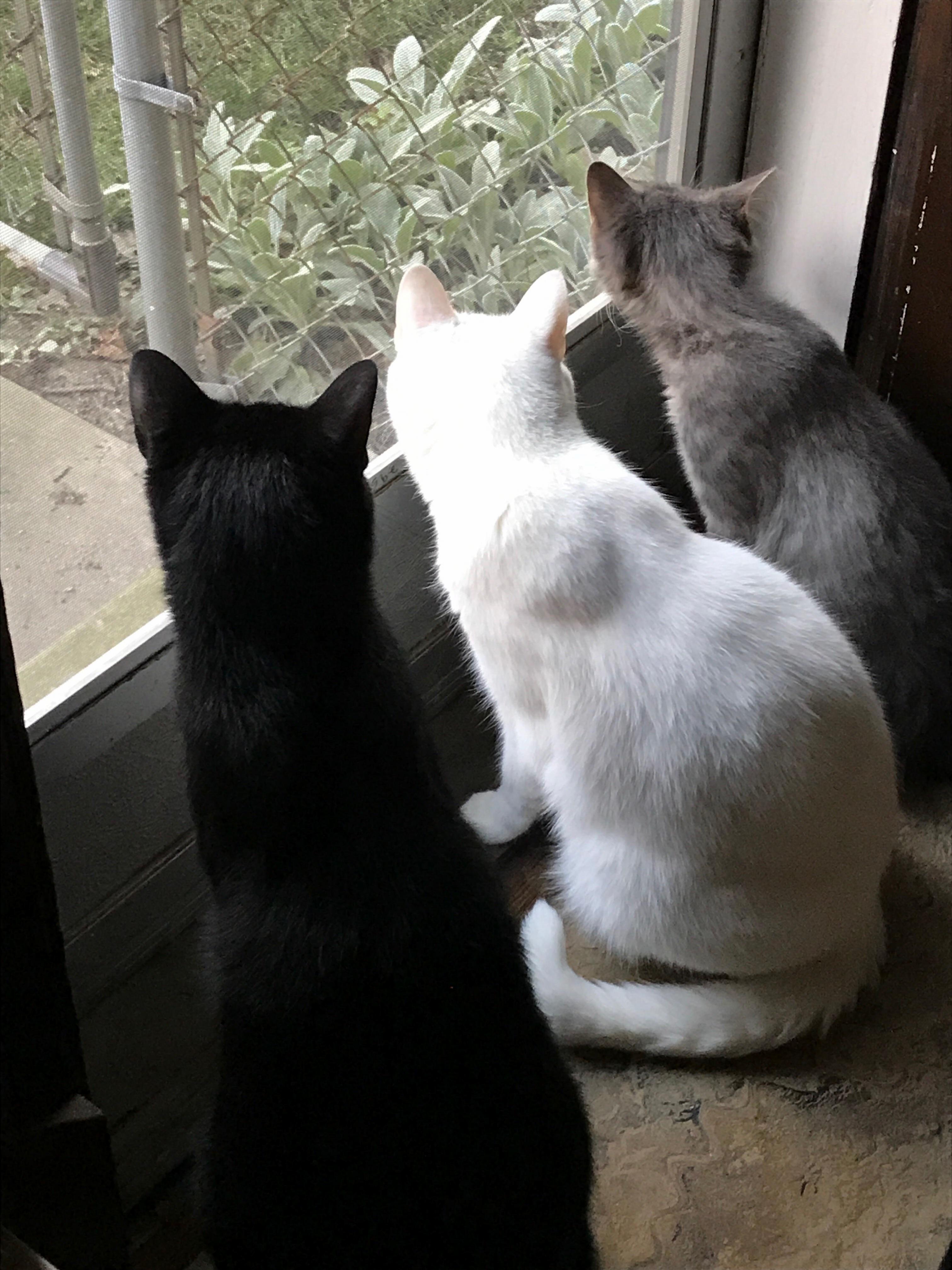 Life Goal Achieved. a Gradient of Cats (Out of Order As Usual).