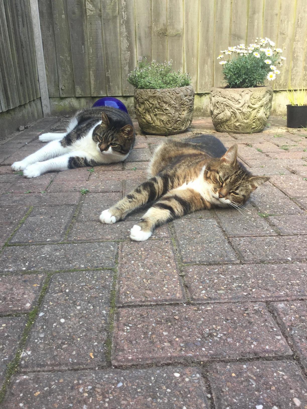 Little Fluff Balls Chilling Out After a Hot, Sunny Day!