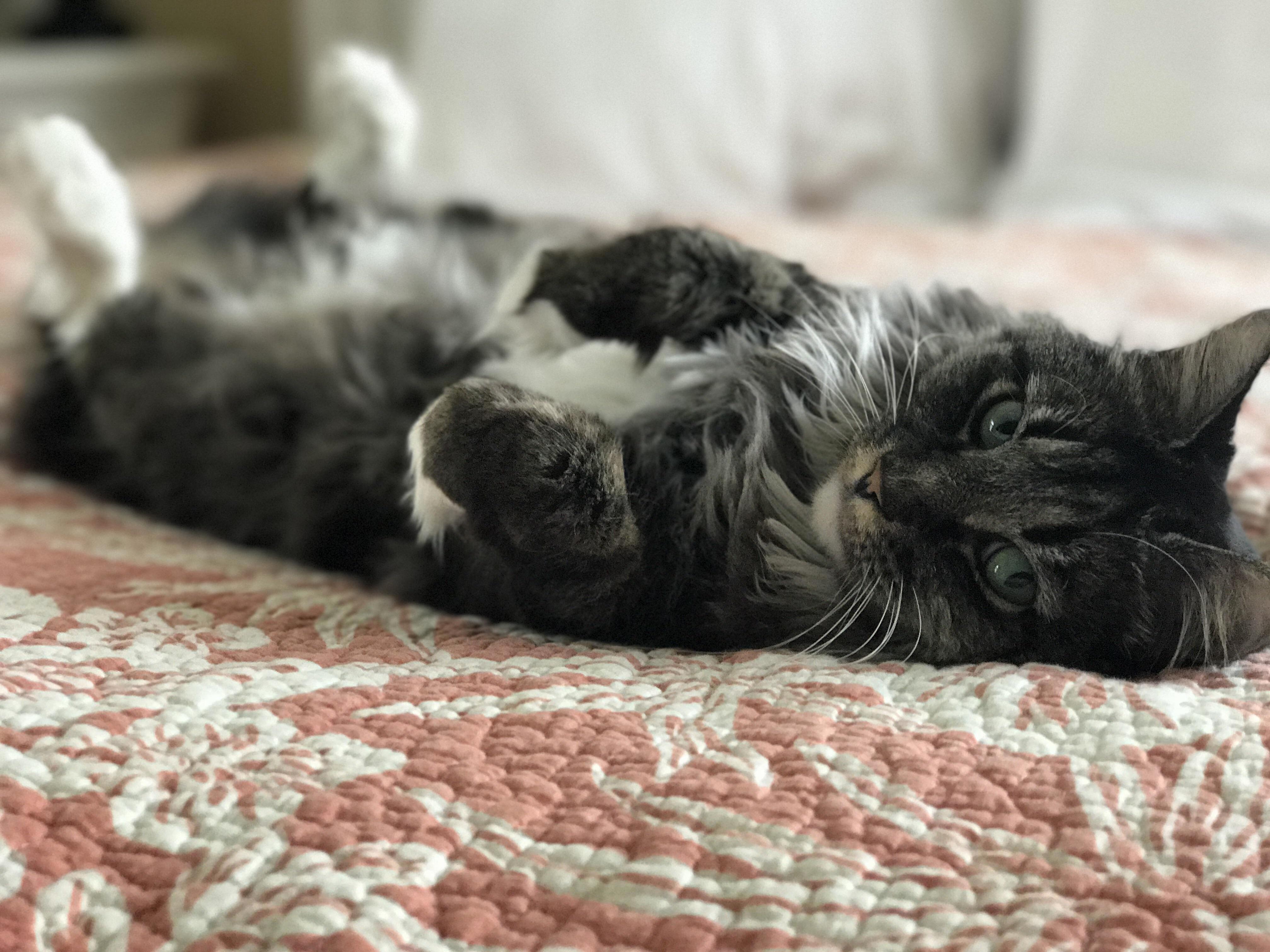 Little Kyssa Likes Sleeping on Her Back.