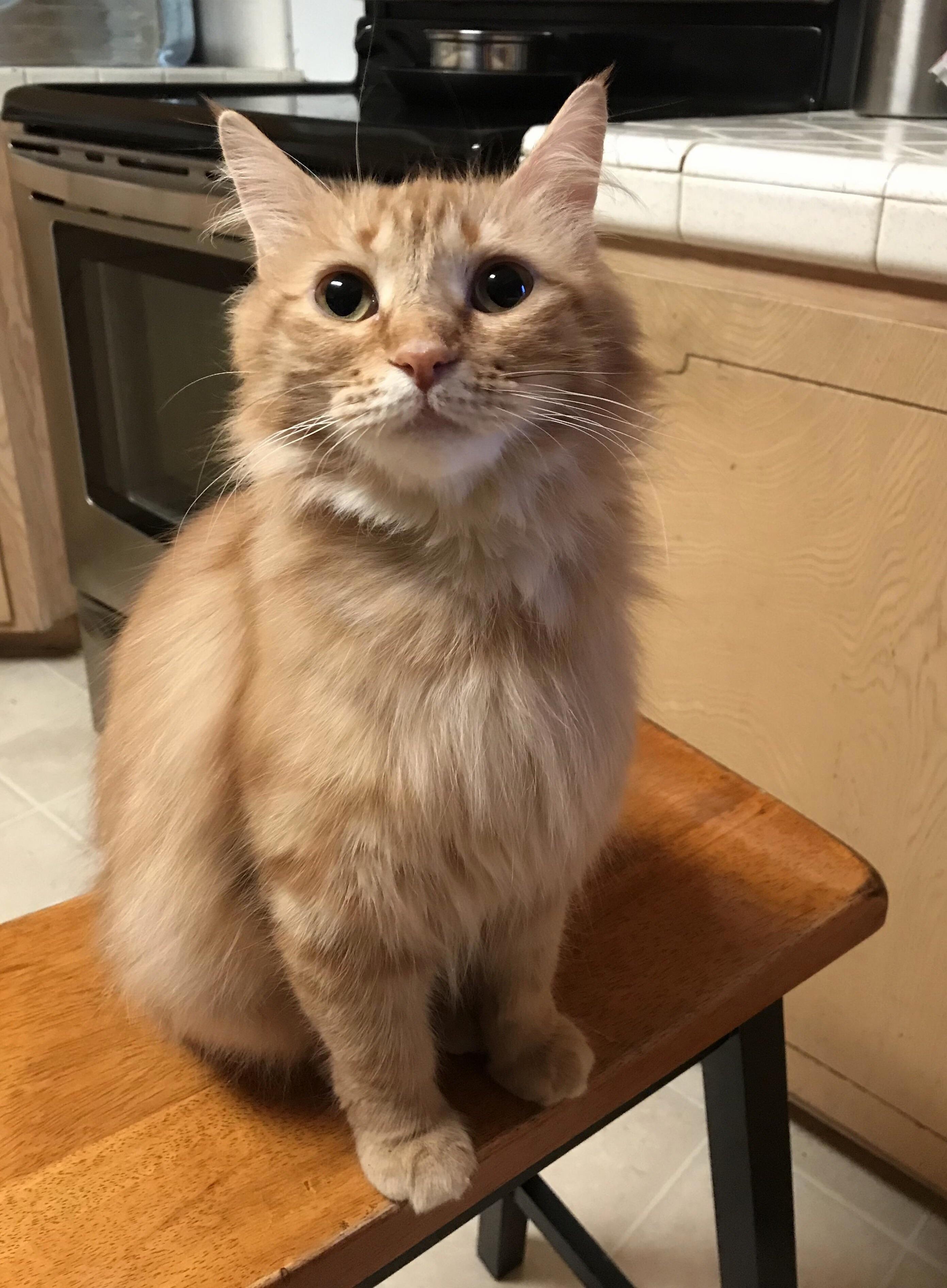 Little Miss Beggar
