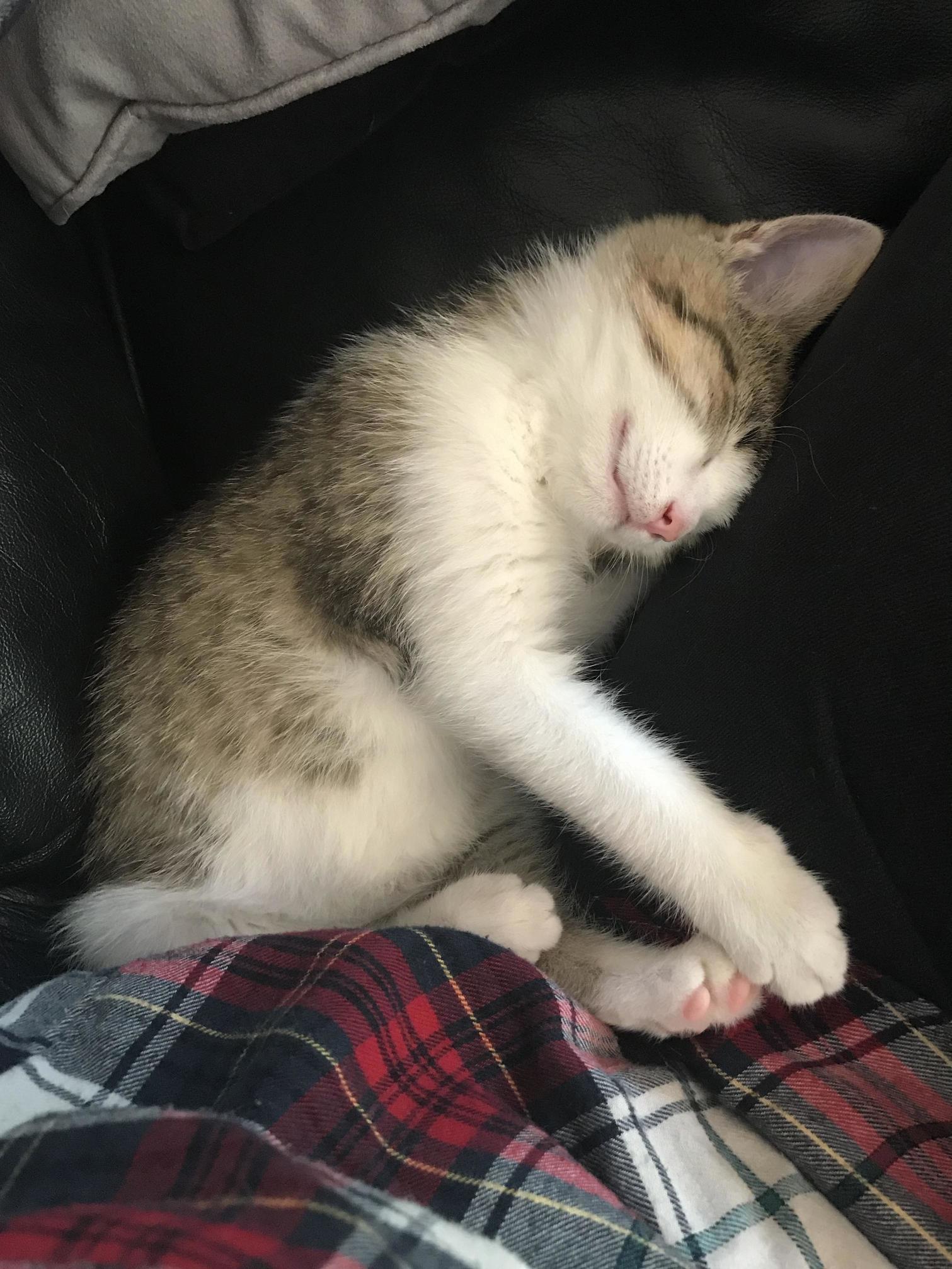 Little Nugget Came to Live with Us Last Week...i Think He Likes Me!