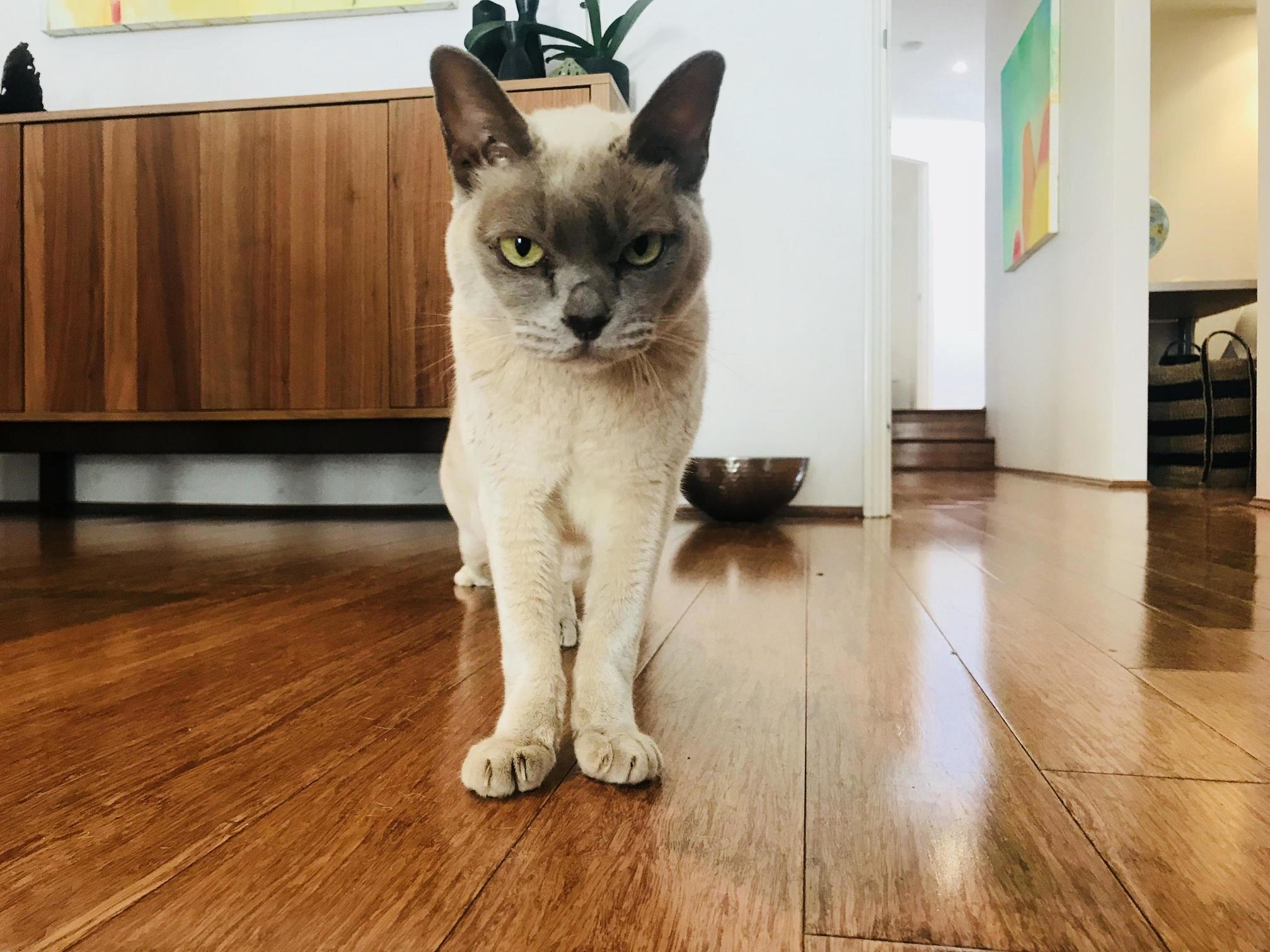 Little Old Lady