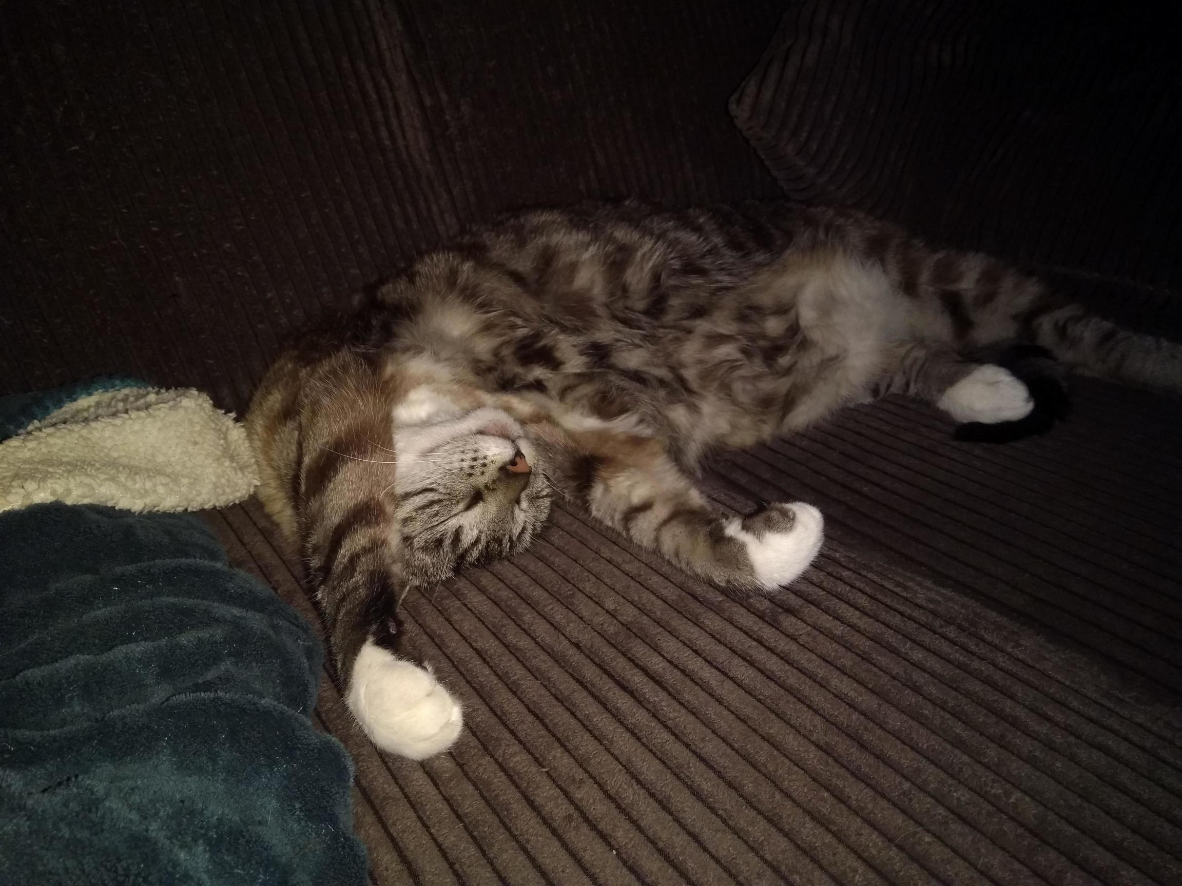 Long Day of Sleep, Resting Is in Order.