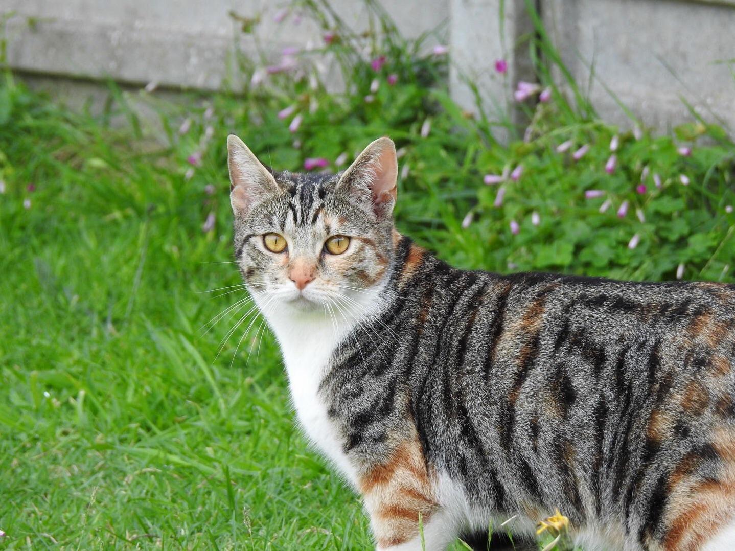 Looking After My Friends Cats, Meet Peggy.