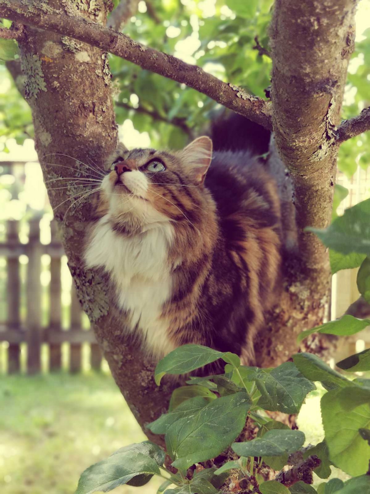 Looking for Birds, Perhaps