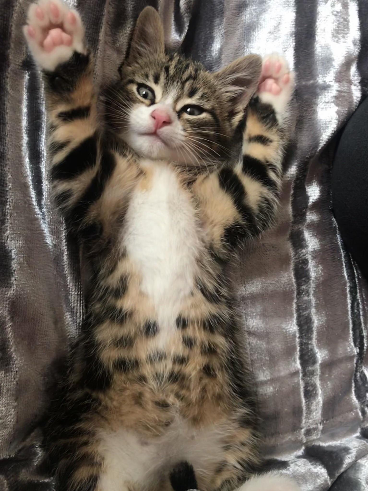 Lord Darwin Enjoying Luxury After His Feral Start! Sure Beats Living in a Drain