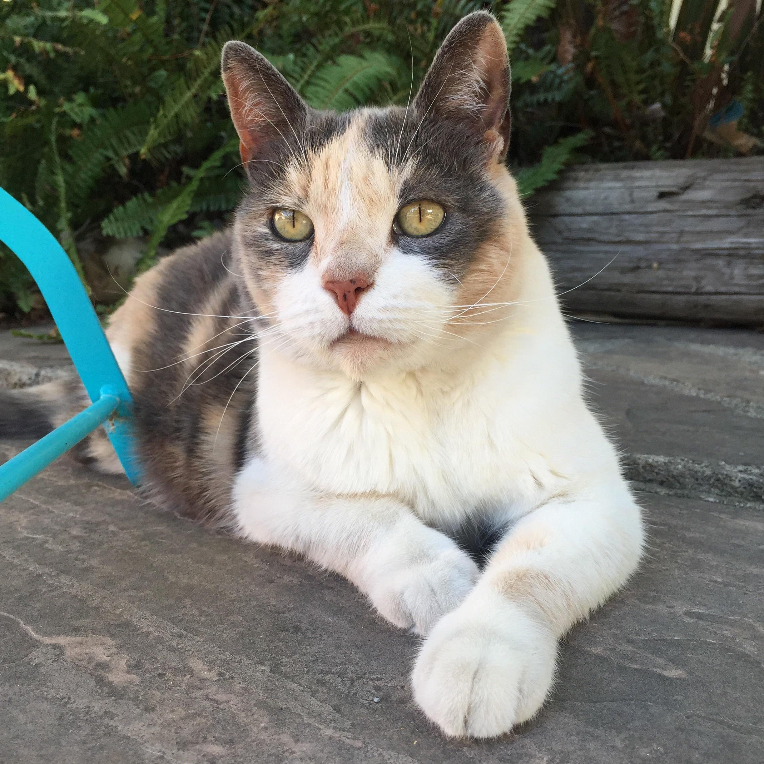 Lost My Beautiful Daisy Yesterday at 17 Years Old. She Was Amazing.