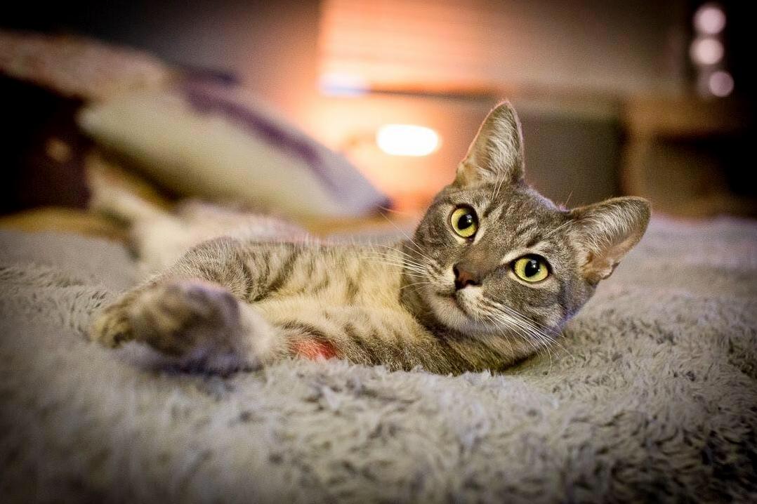 Lou Cat!