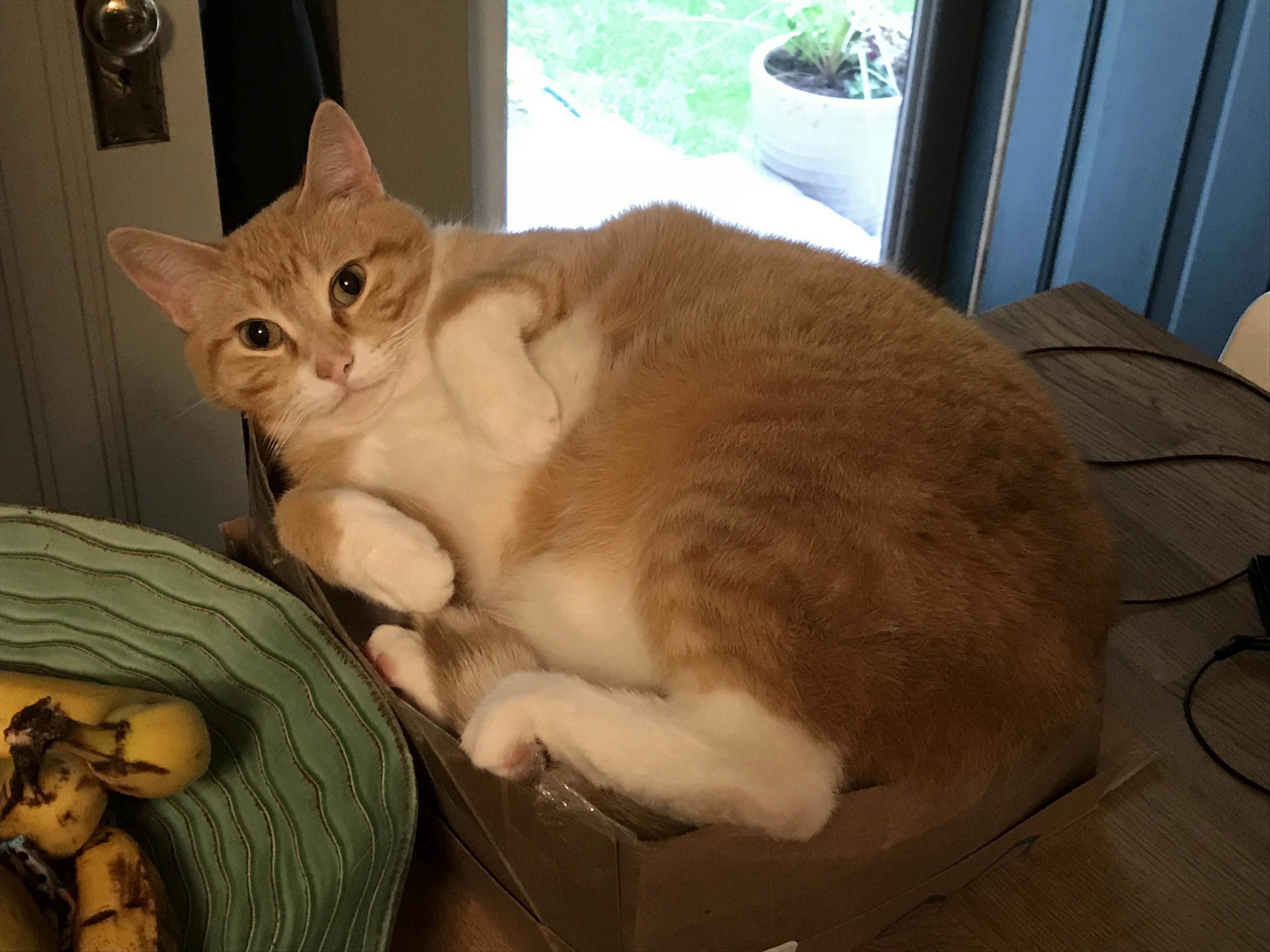 Lyles Curled Feetsies and a Tiny Box.