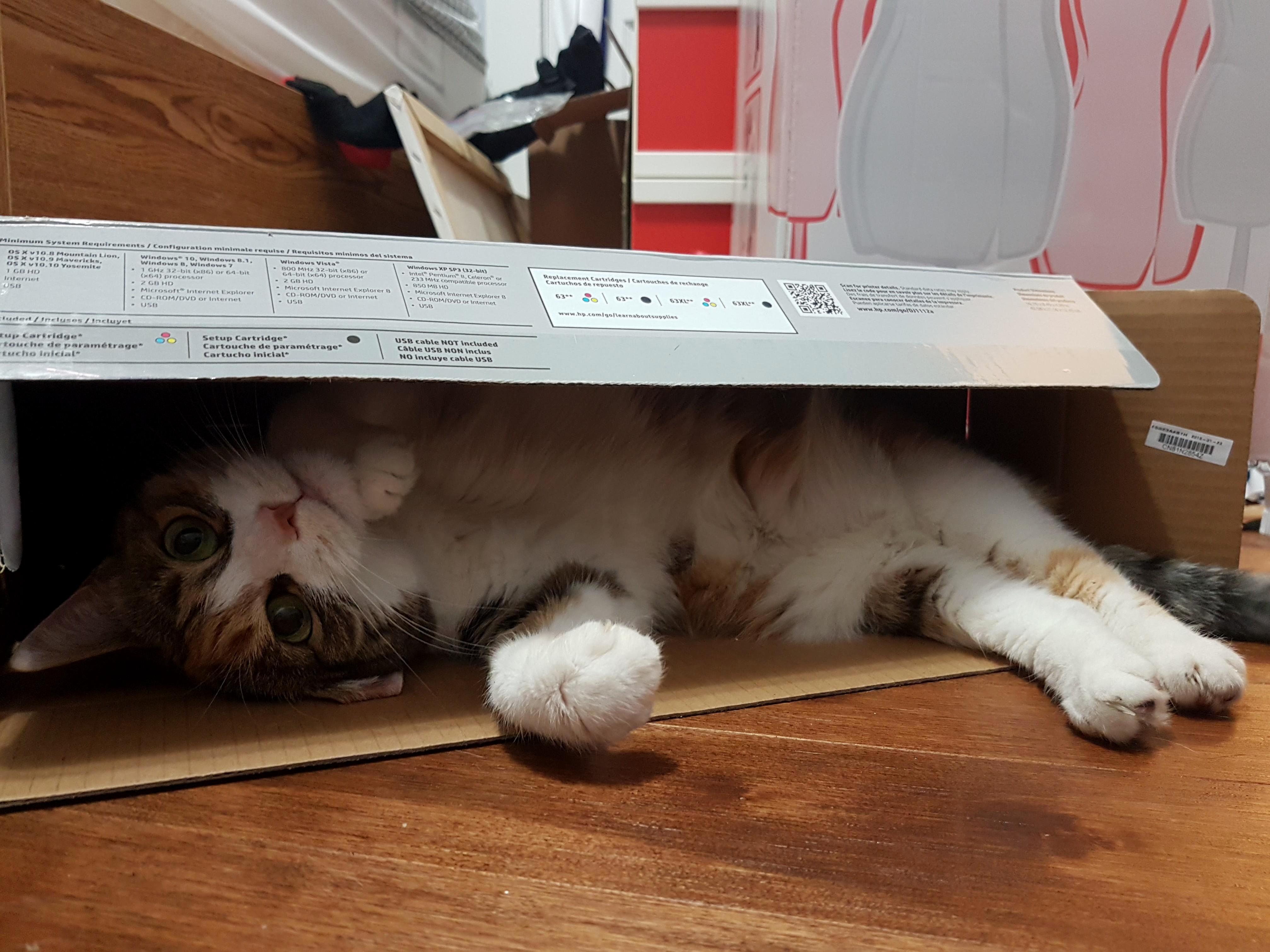 Making Herself at Home in My New Printer Box