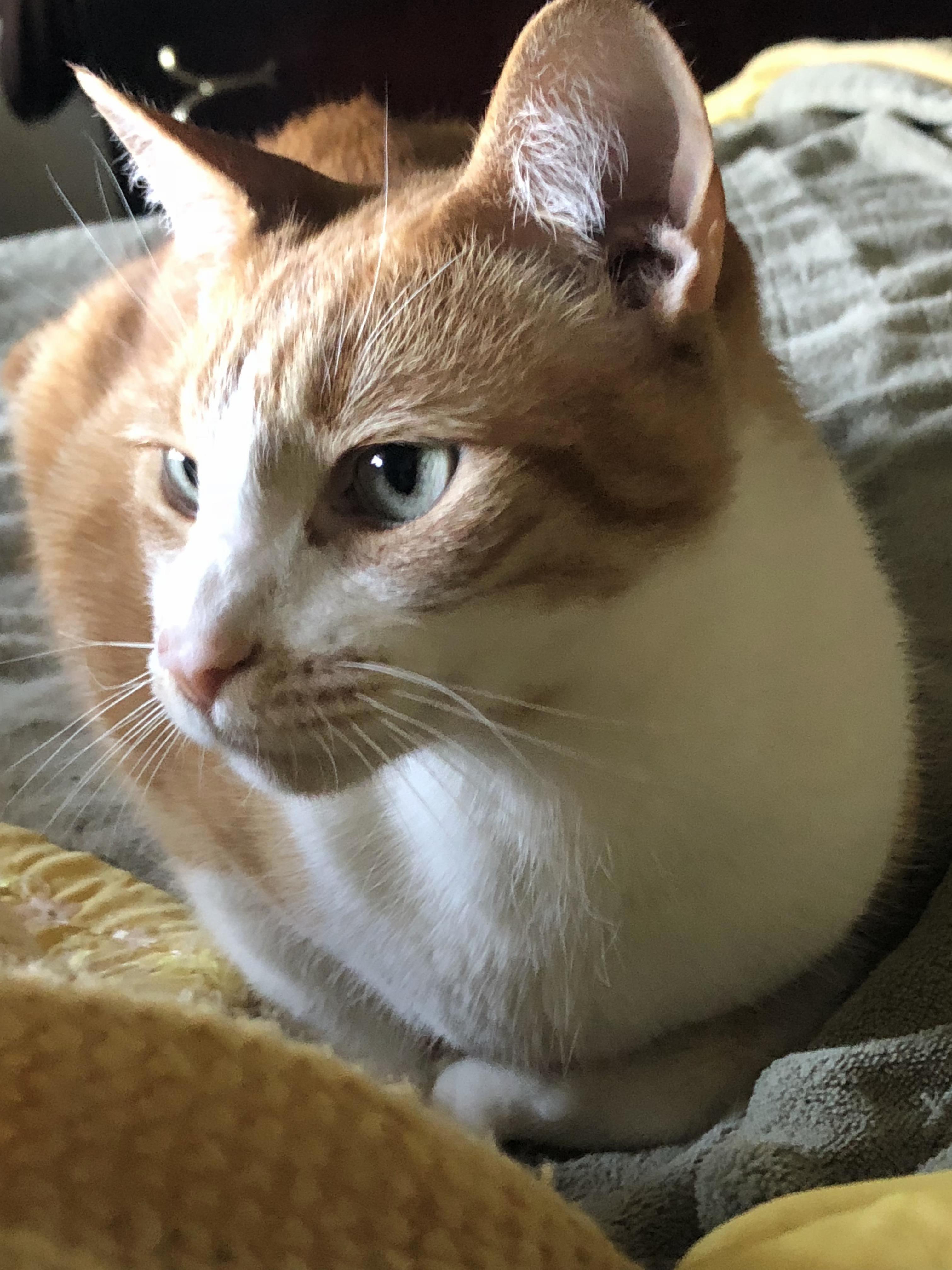 Maximus Catticus