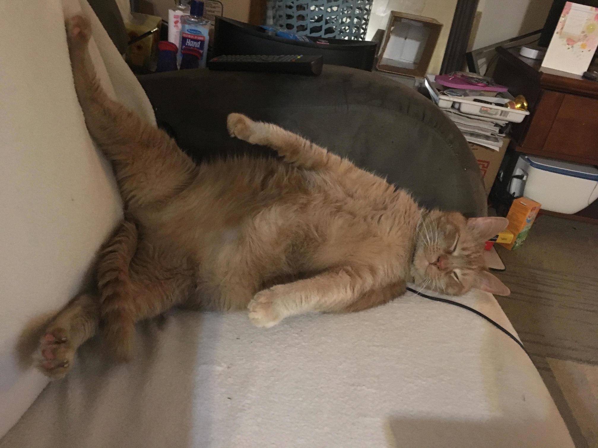 Meet Alejandro. the Goofiest Cat Ive Ever Known. His Favorite Toy Is a Stuffed Carrot and He Loves to Be Called Mom