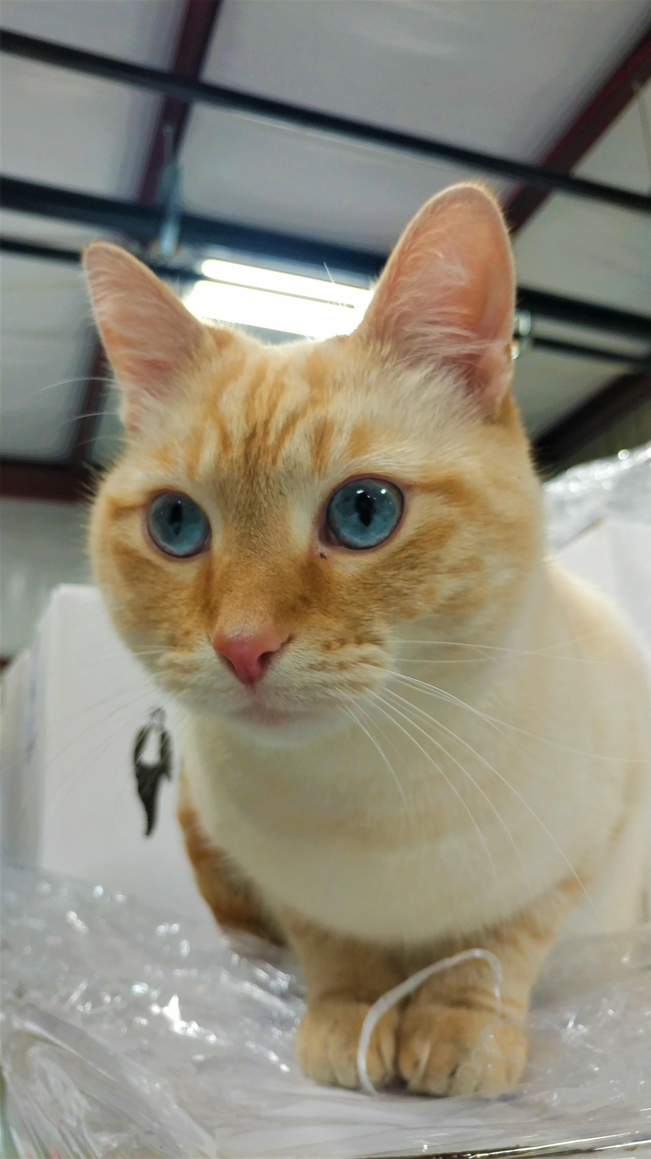 Meet Copper Cat, House Mouser at the Corsair Distillery in Nashville