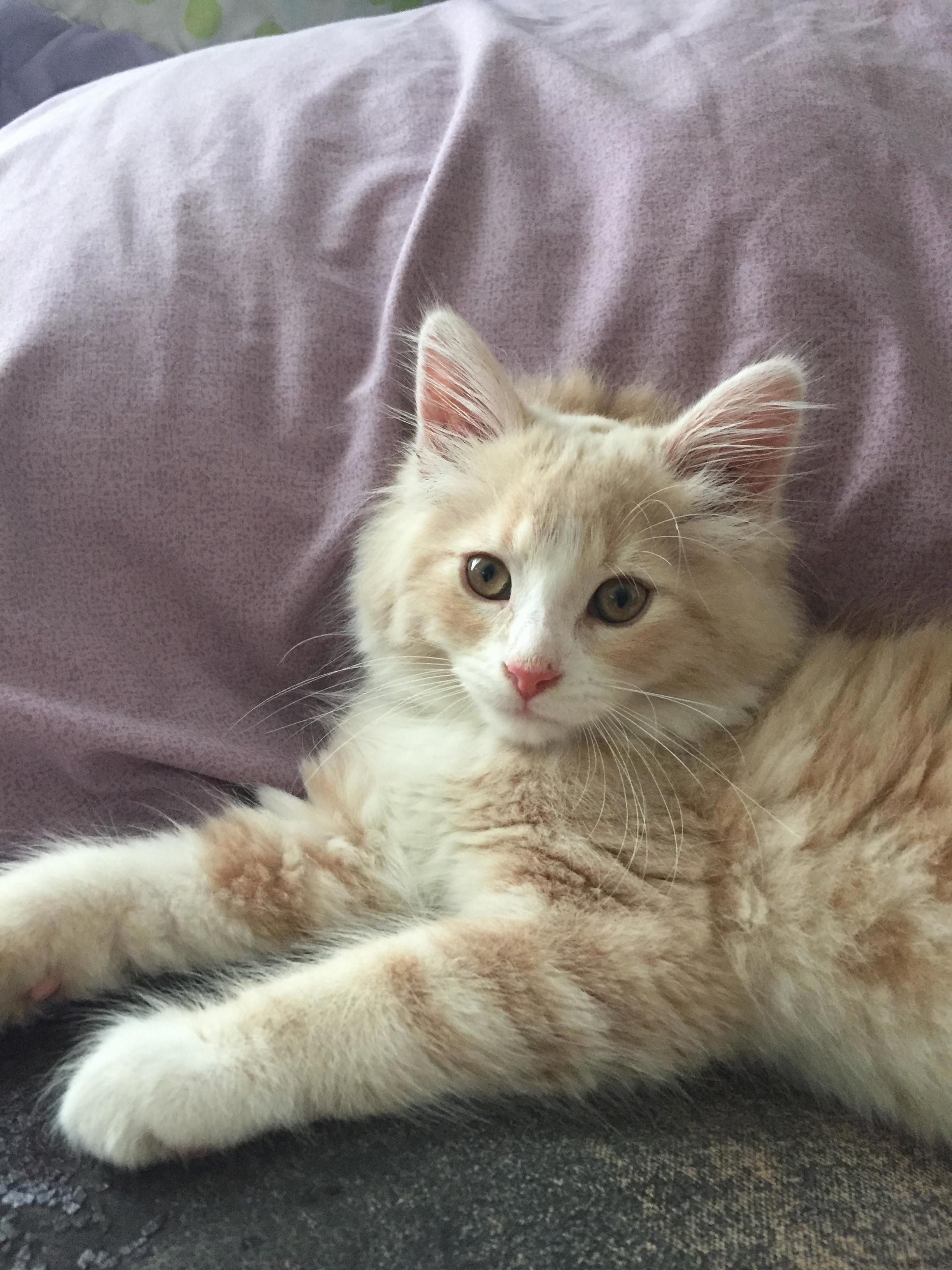 Meet Greg Marmalard. President of the Alpha Omega Chapter, and Our Newest Family Member