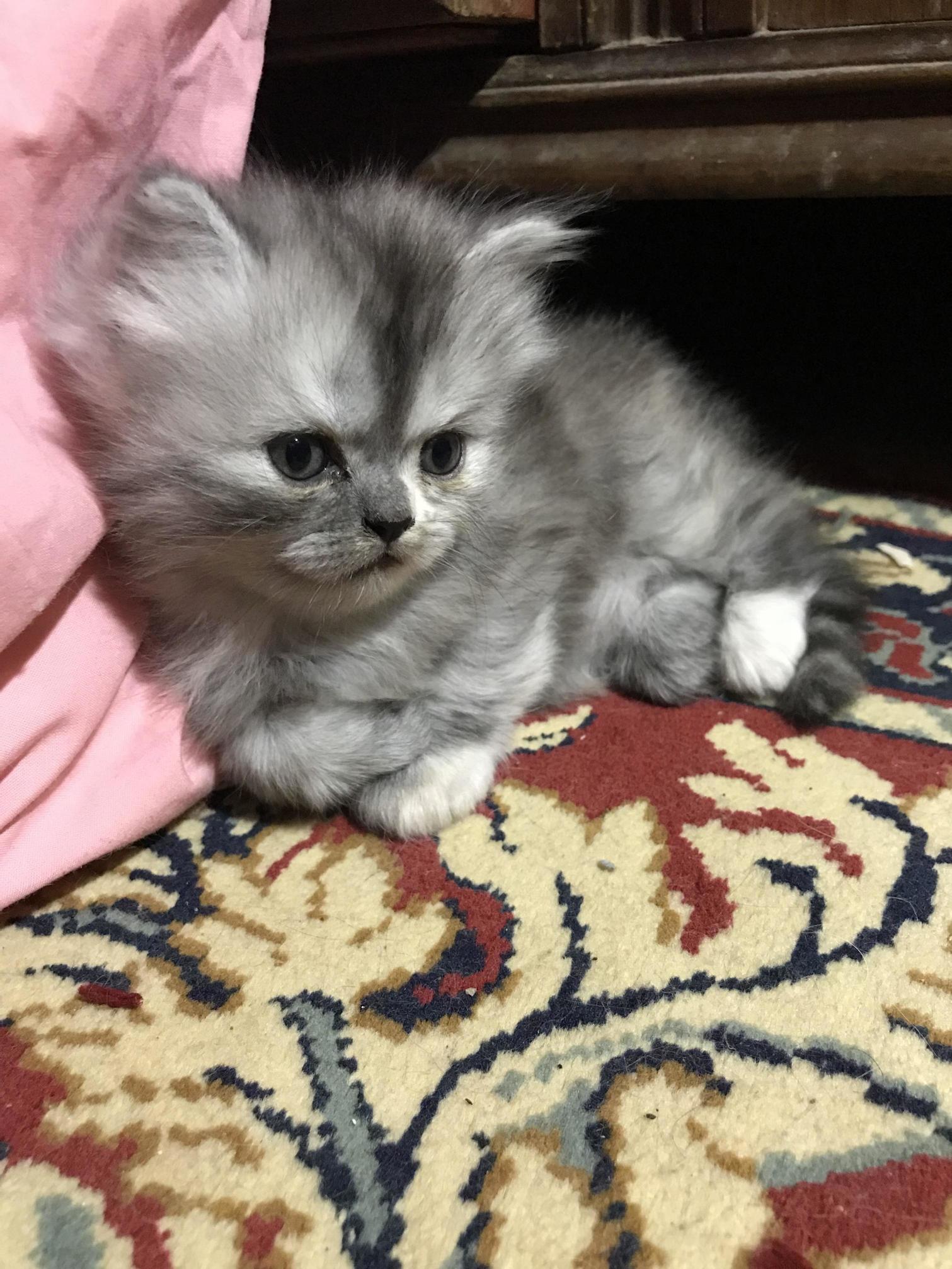 Meet Litty , 2 Months Already