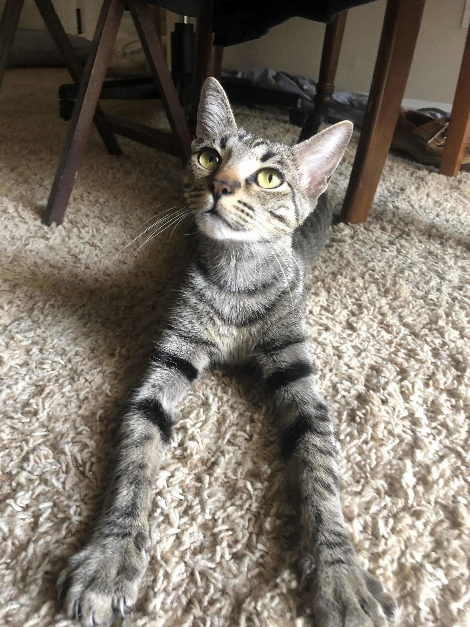 Meet Long-legged Mcgee
