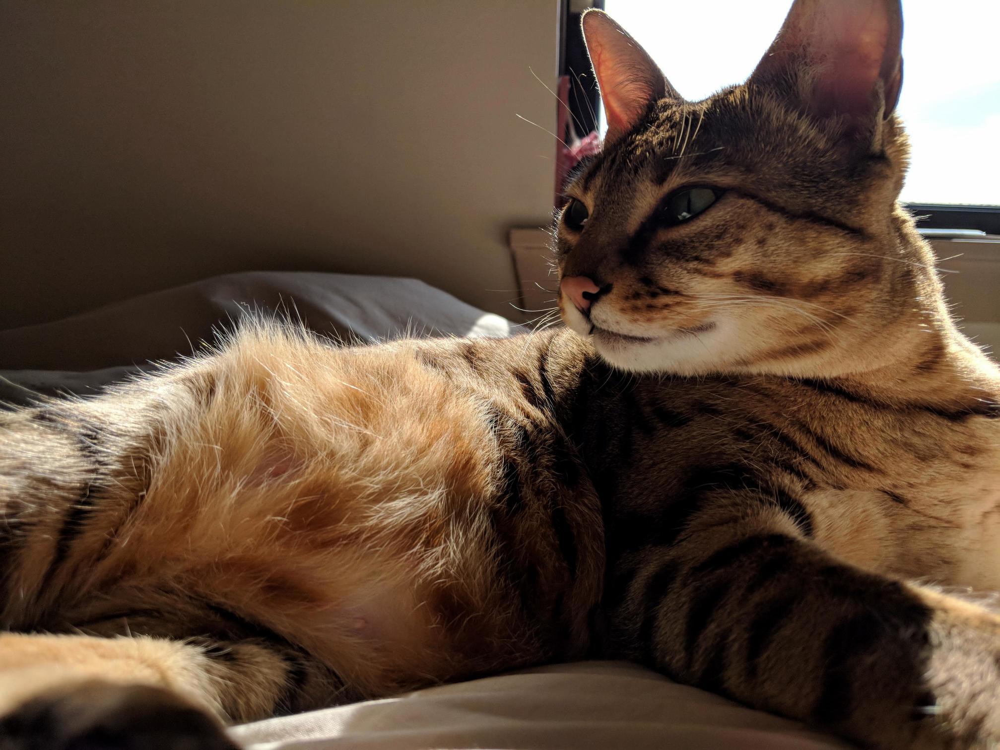 Meet Luna Relaxing in the First Wave of Proper Sun! Bless Her