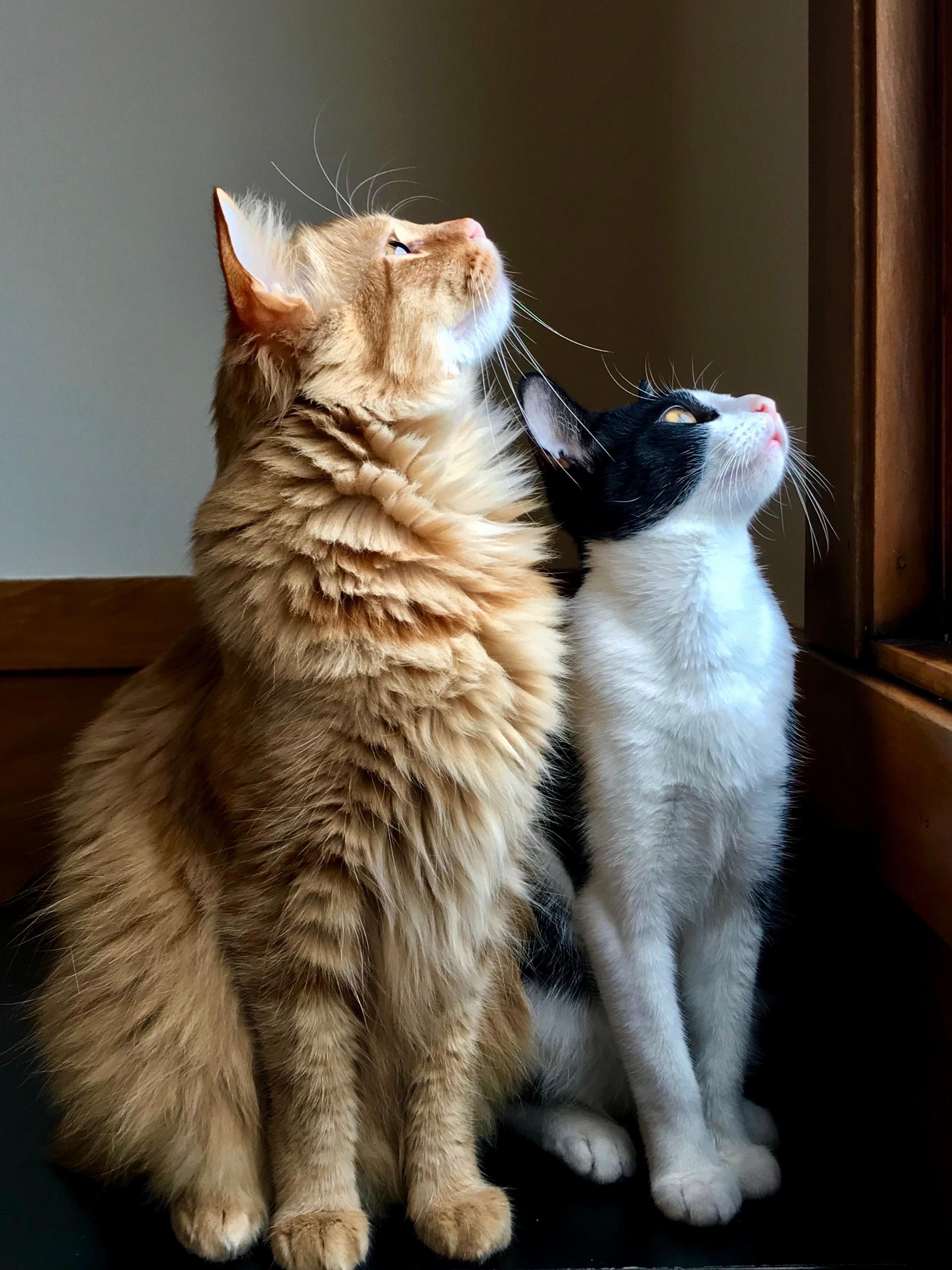 Meet Mochi and Matcha!