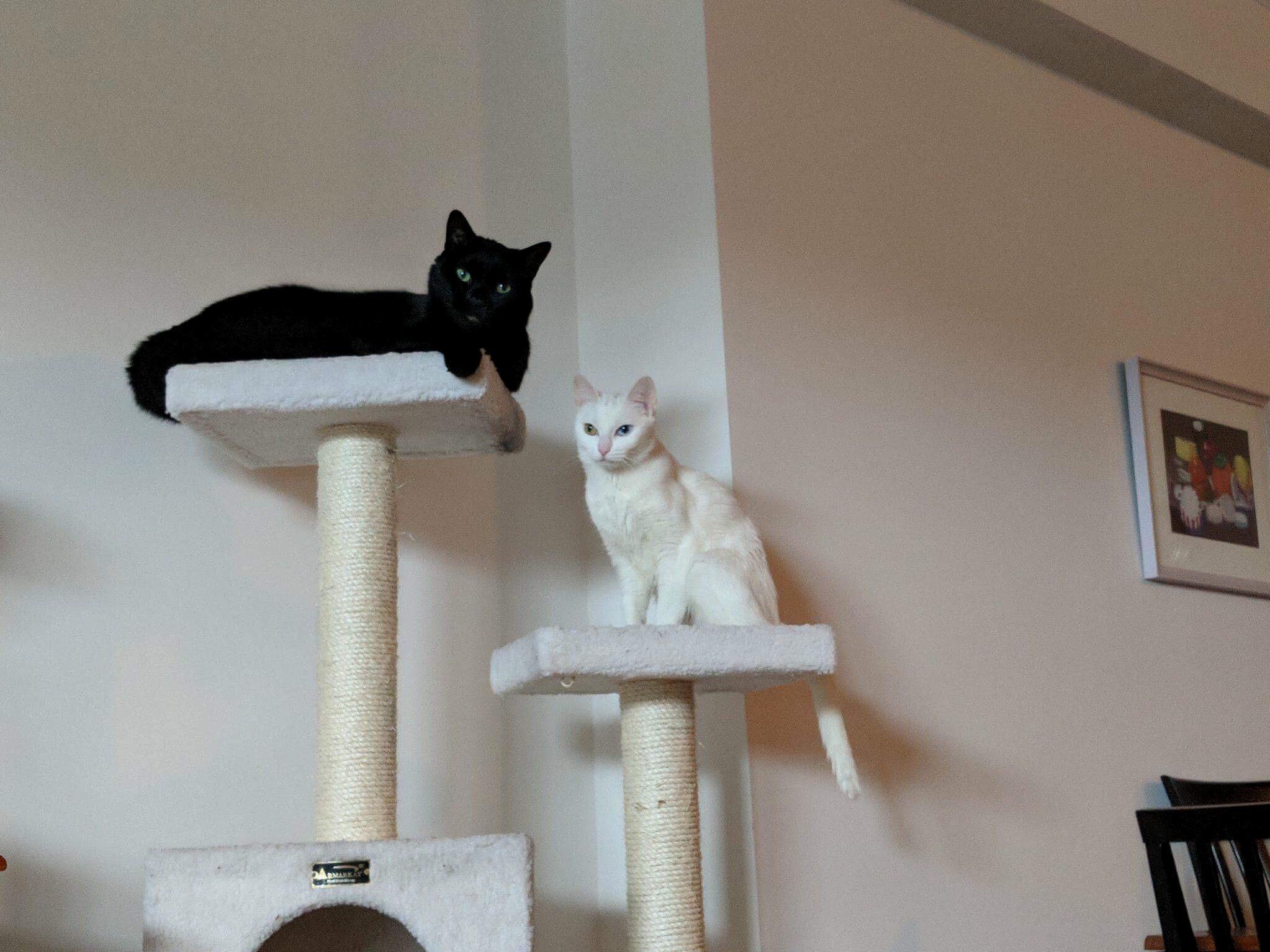 Meet My Beautiful Little Fur Monsters!
