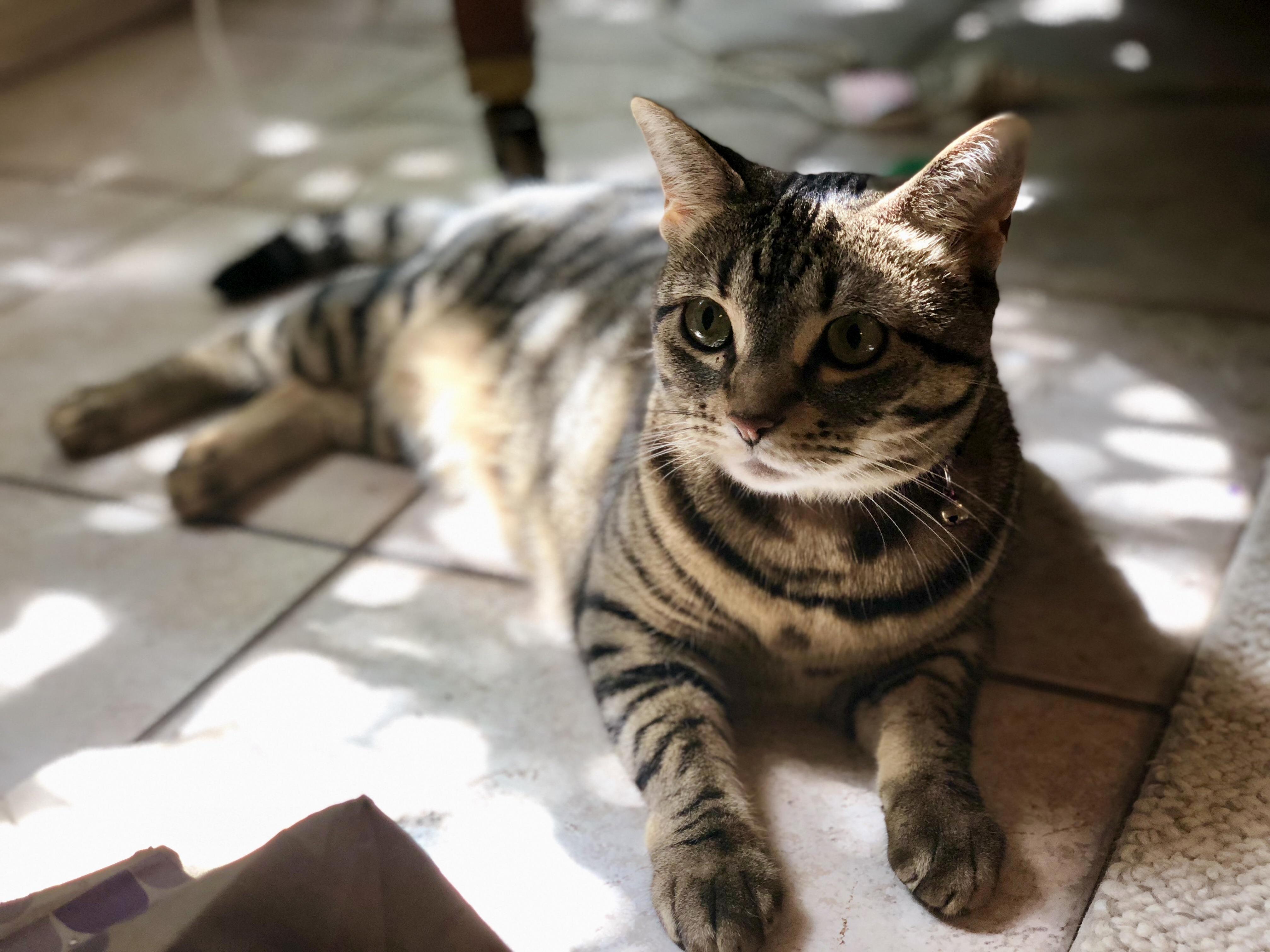 Meet My Buddy Koko. Shes Not Camera Shy in the Least.