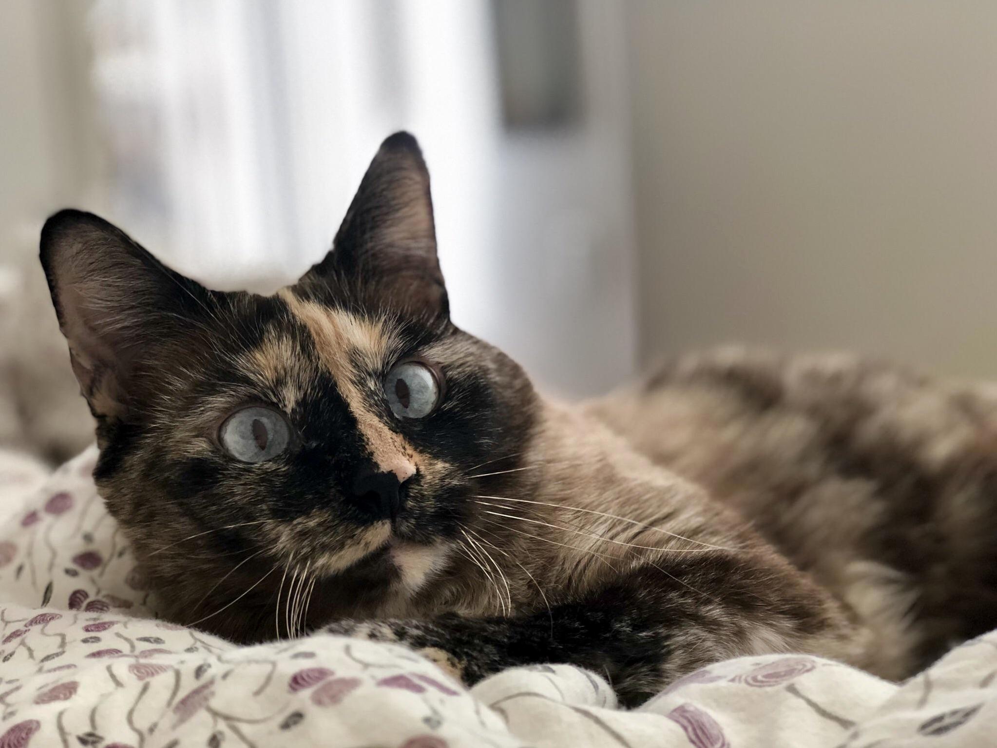 Meet My Half Siamese Tortie Girl, Suze!