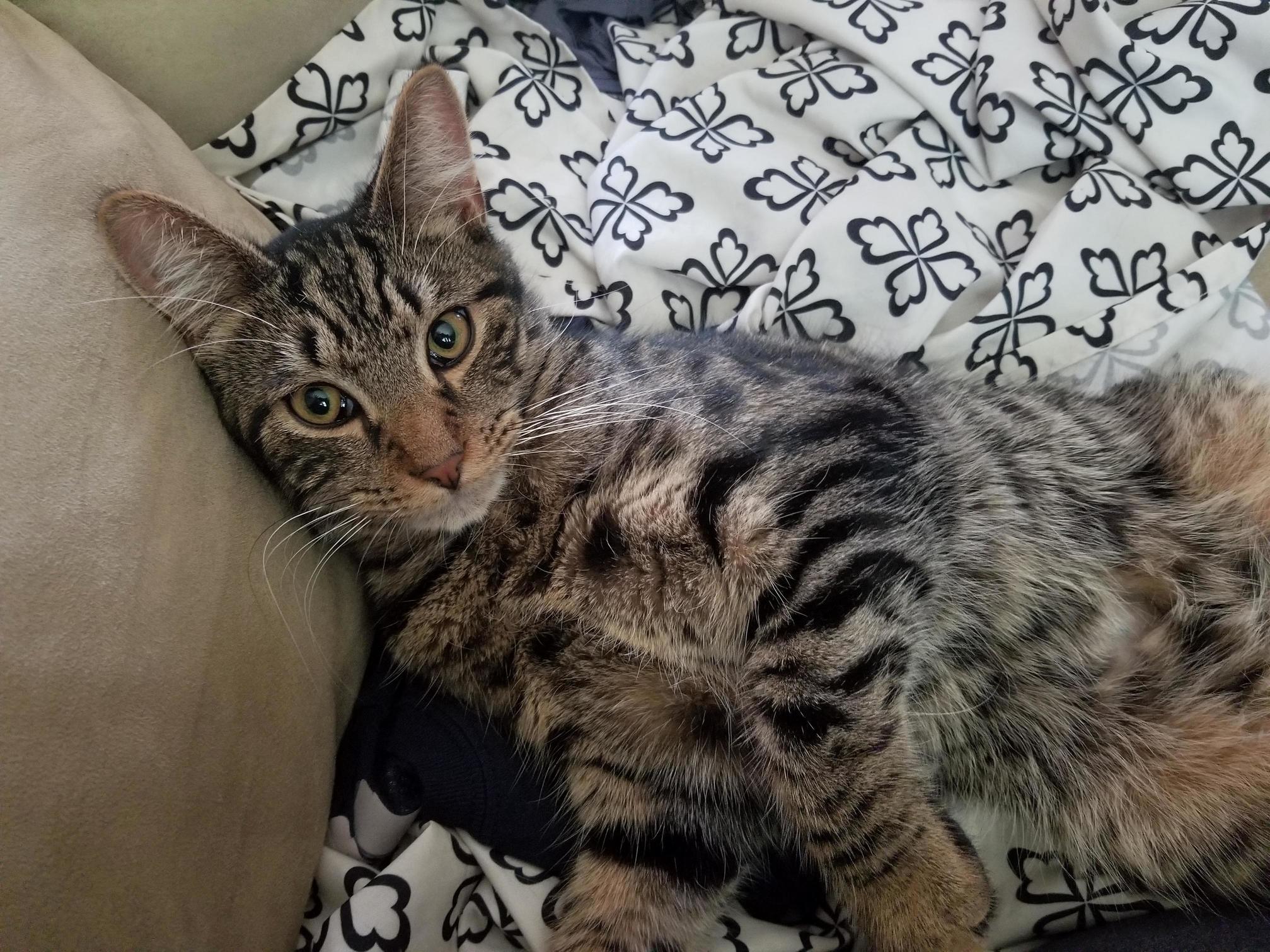 Meet My Parents New Kitten, Leo