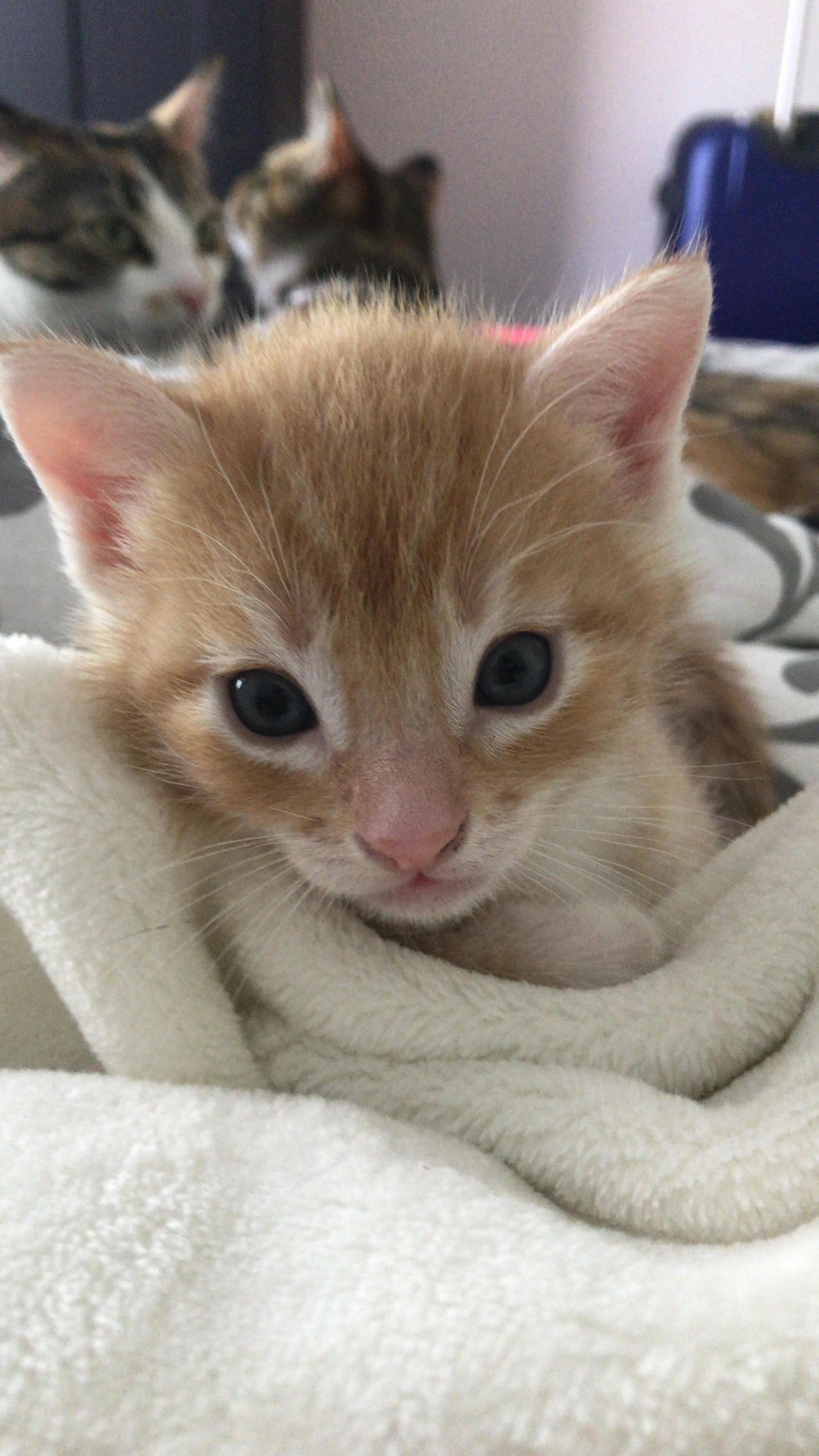 Meet Patrick  ( His Names Not Rick )
