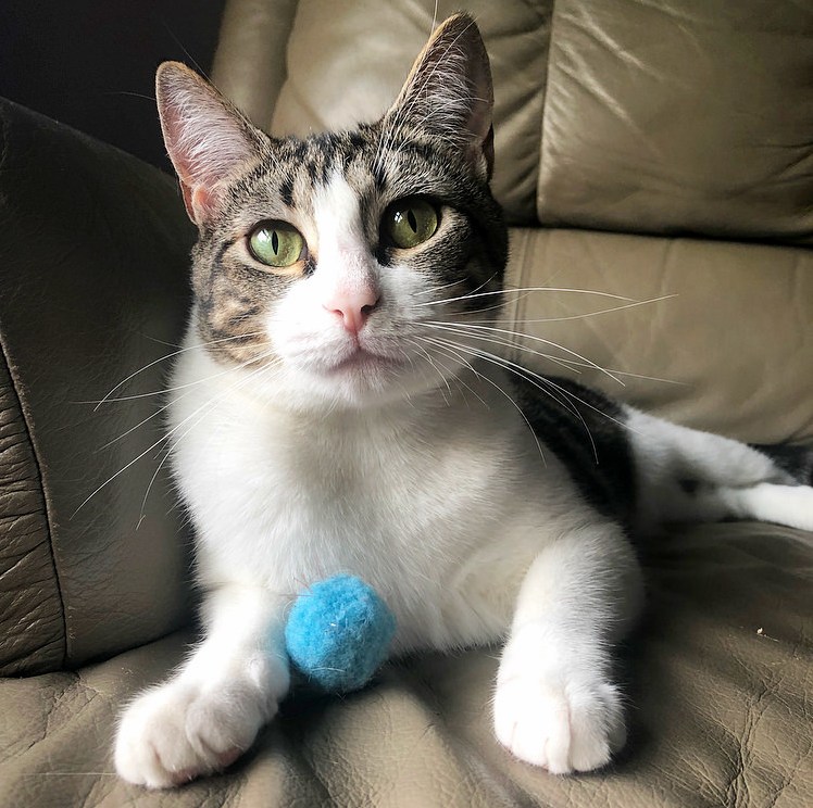 Meet Rao Cat