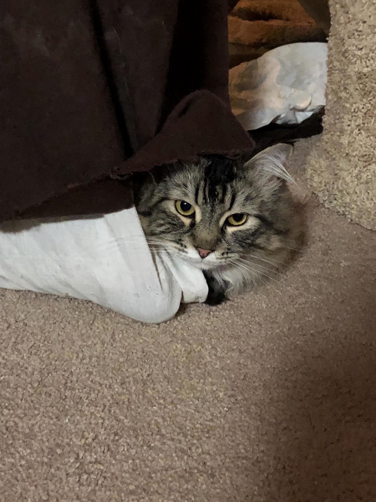 Meowbi One Catnobi
