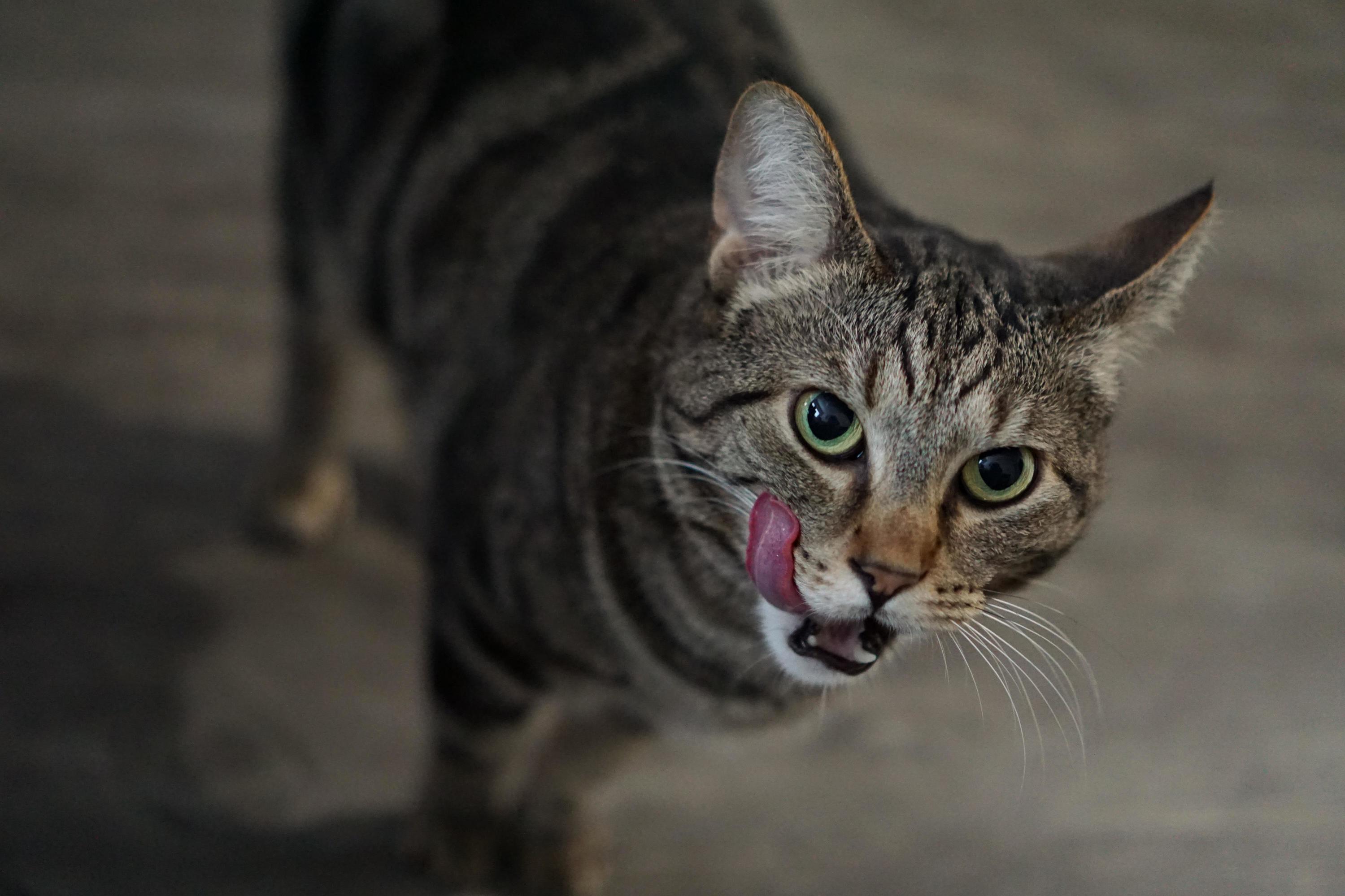 Mfw My Gf Says She Has Dinner Ready for Me When I Get Home