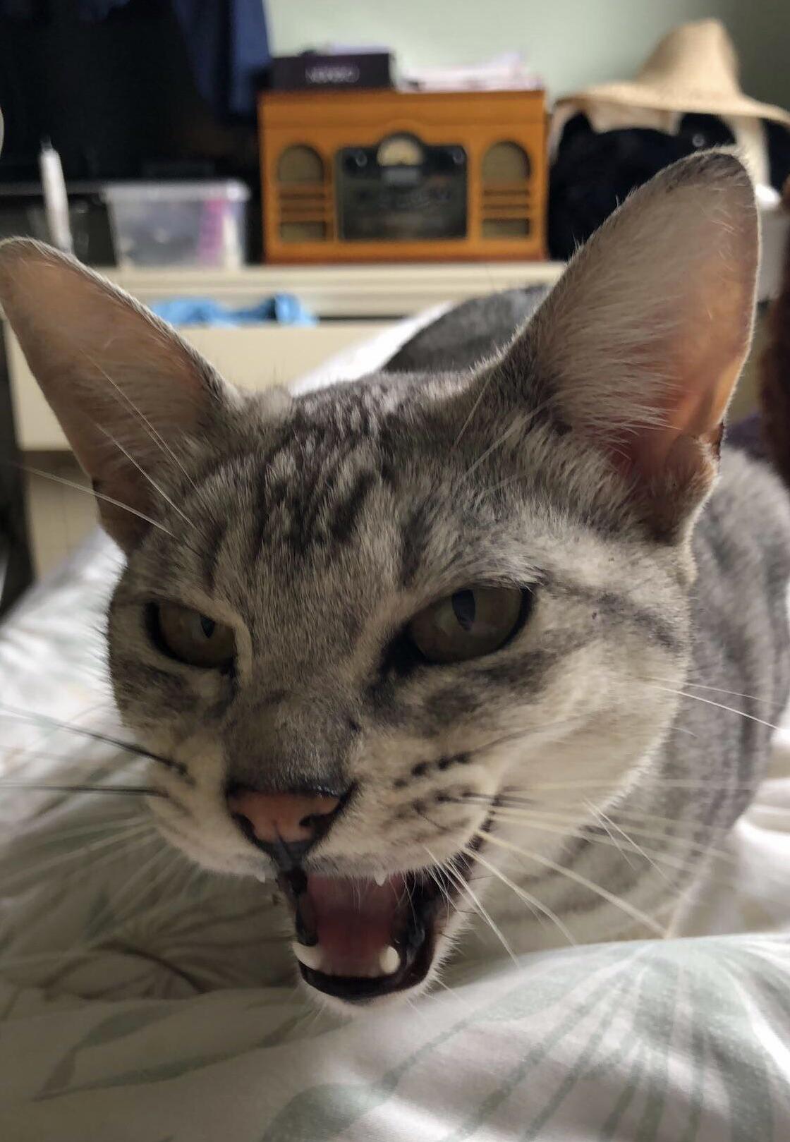 Mid Roar