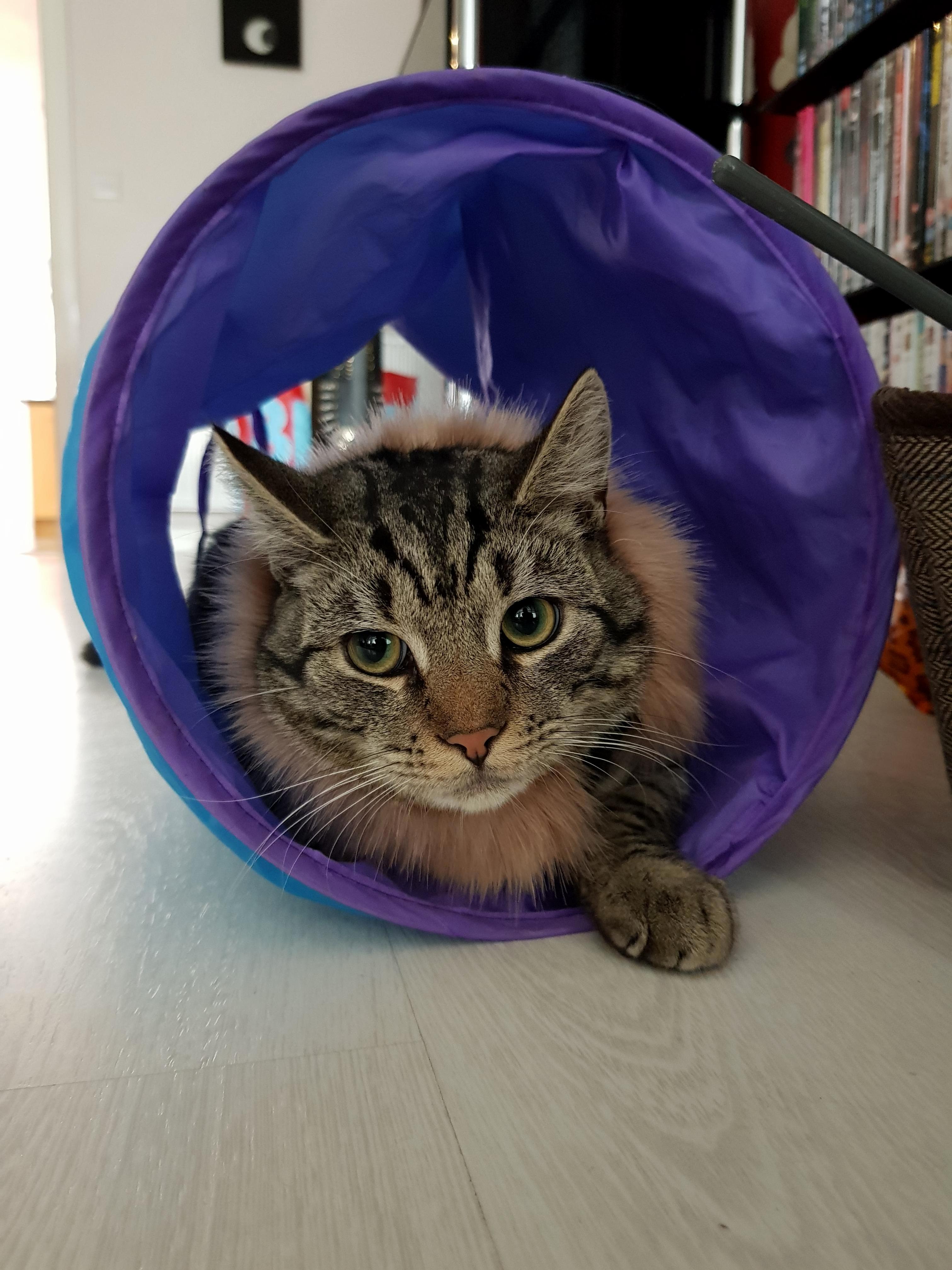 Mils Depressed Kitty (He Doesnt Like His Lion Mane)