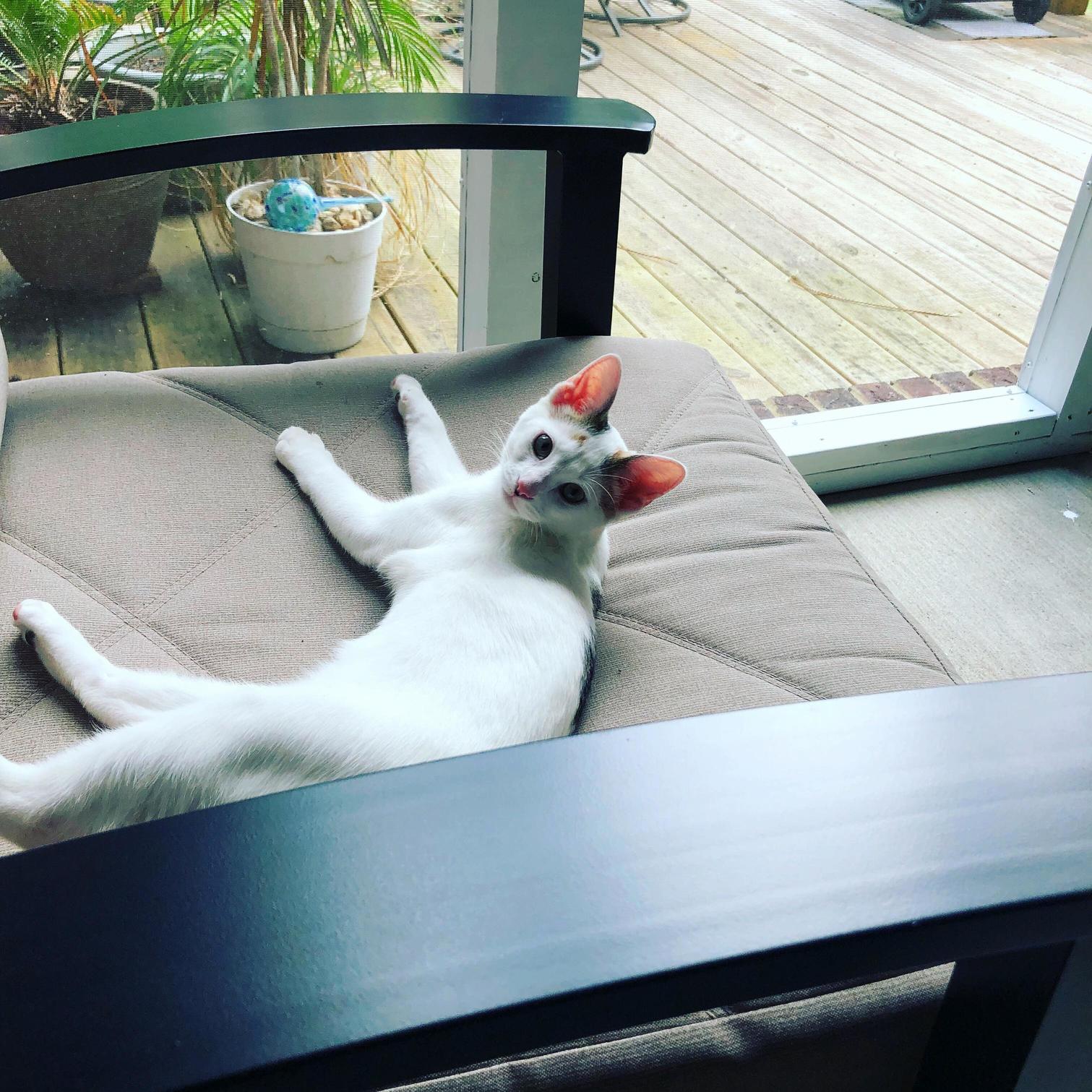 Miss Pearl, Living the Good Life. They Almost Euthanized This Little Kitty Abandoned by Mama at 2 Weeks. Now 4 Months, Badass, Bitchy, and Chill.
