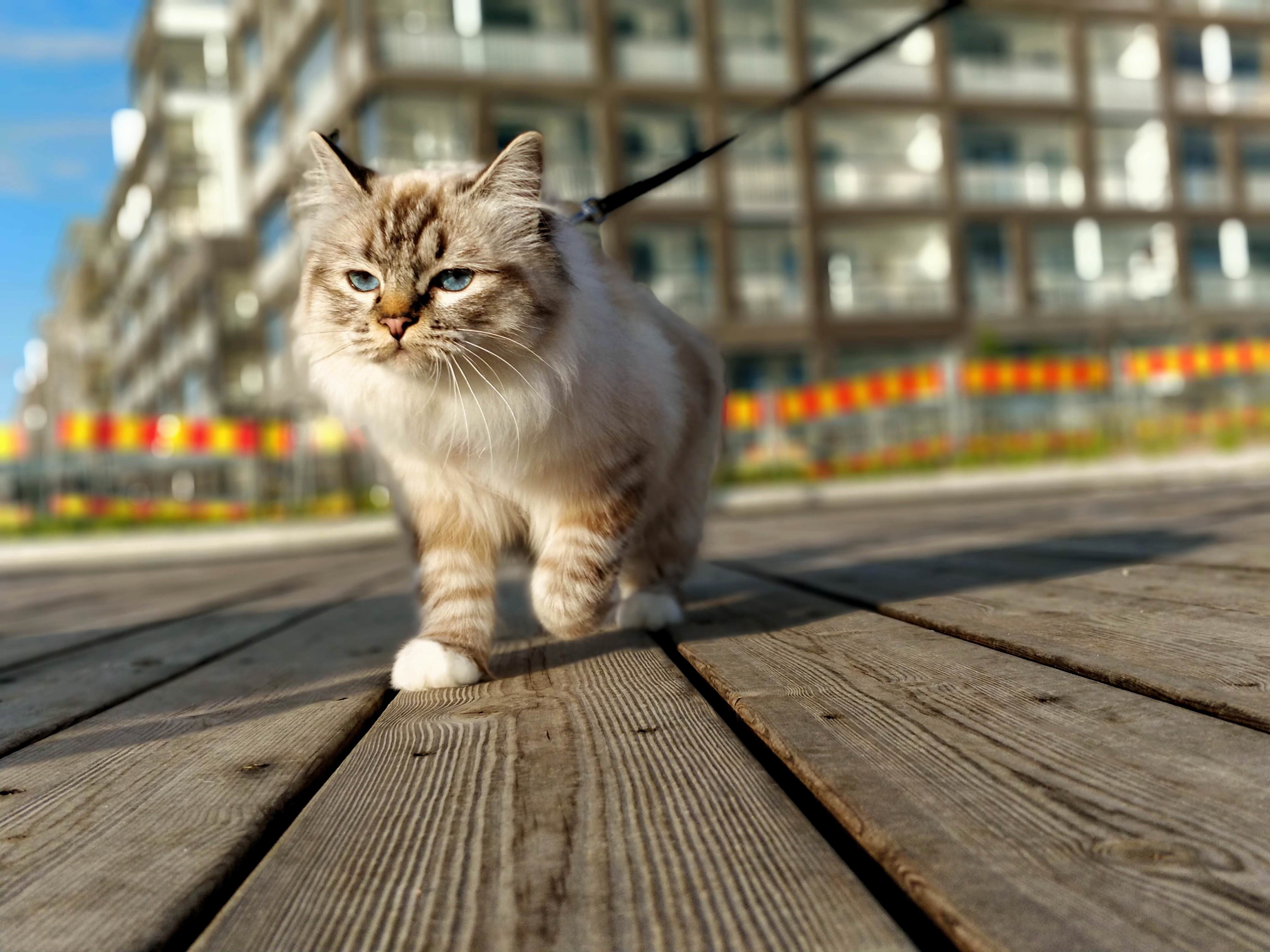 Momo Bravely Adapting to City Life