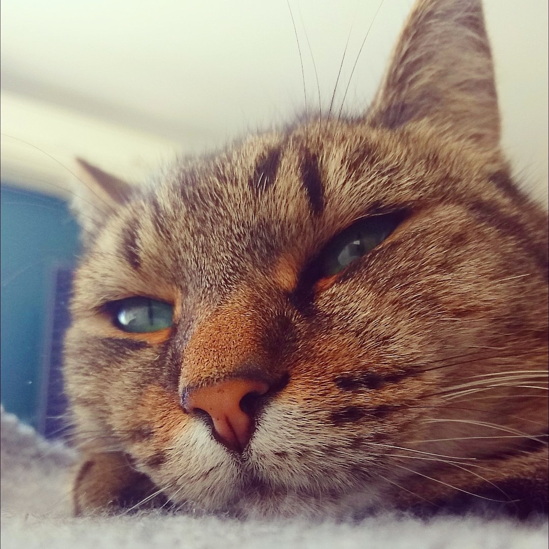 Moody Cat