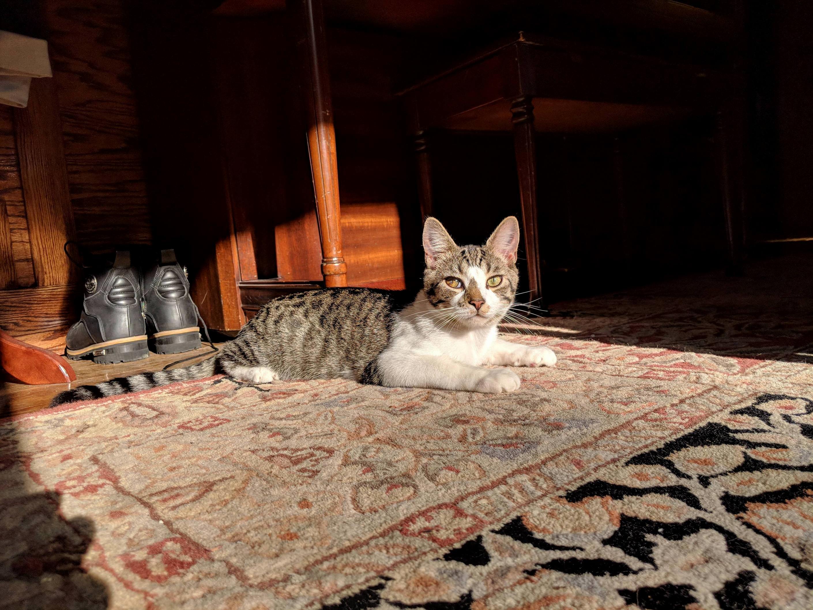 Mouse, Soaking Up the Sun