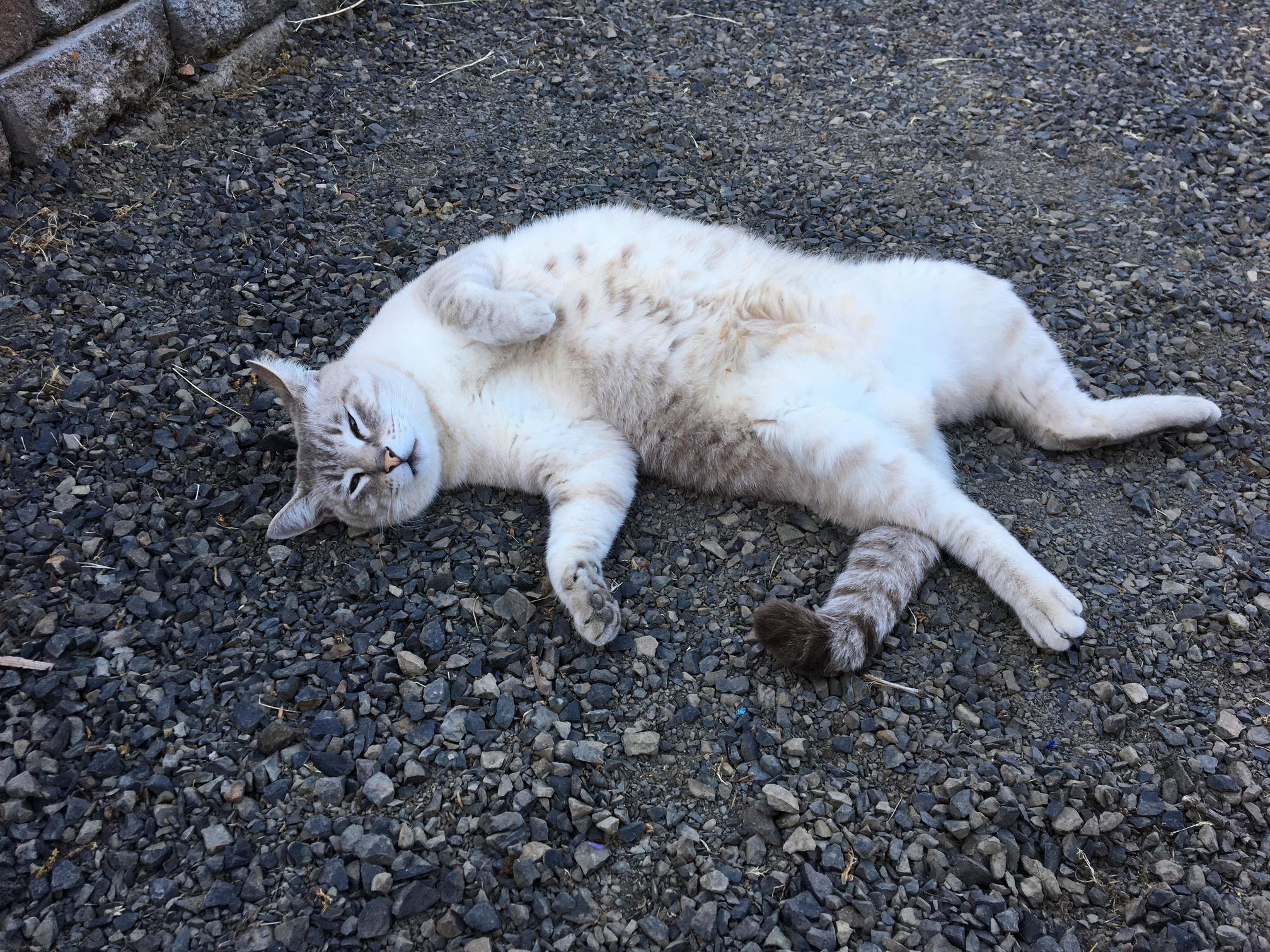 Mr. Conrad Taking It Easy