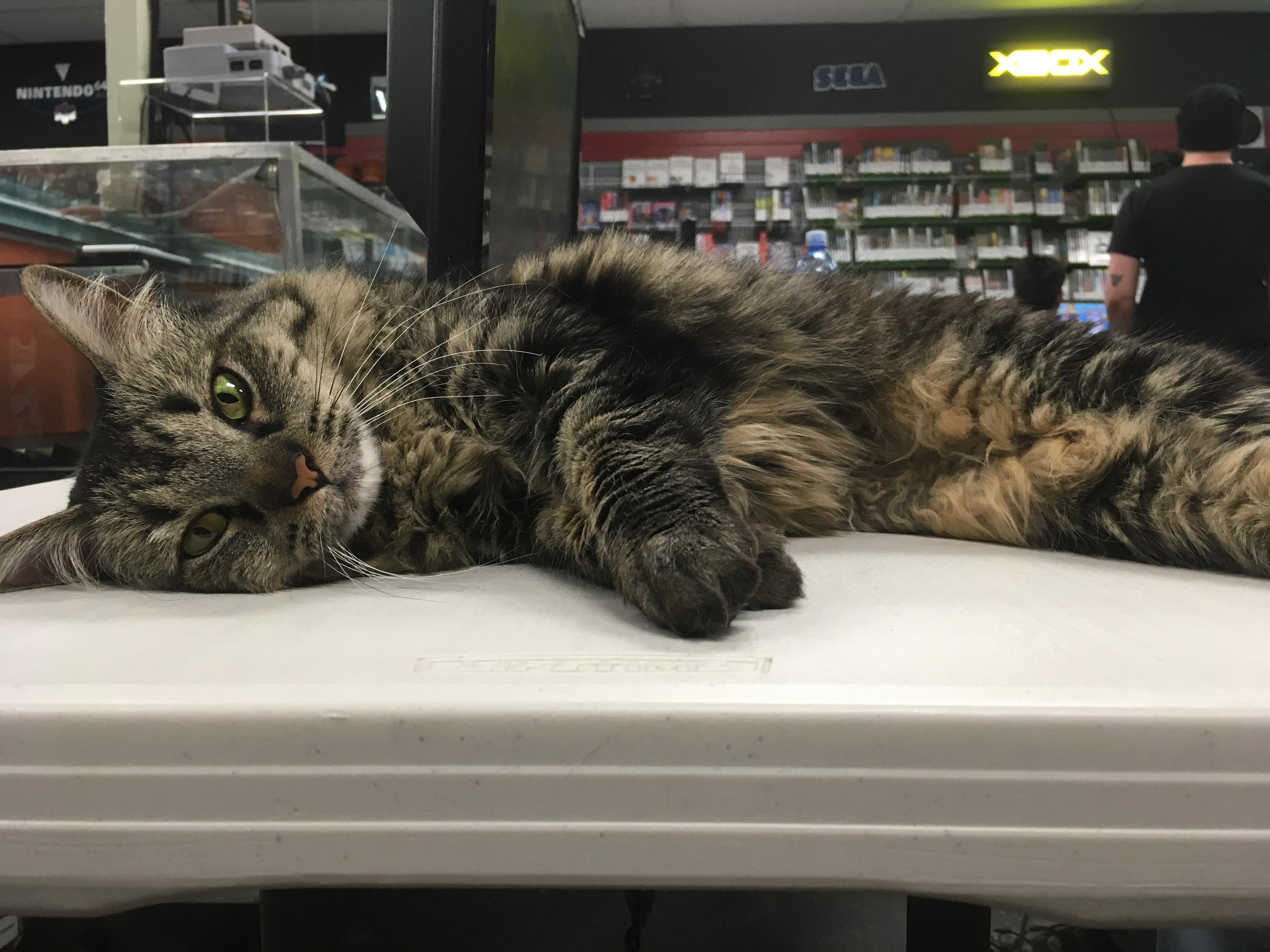 Munchkin Store Kitty Up for Adoption and Looking Extra Cute