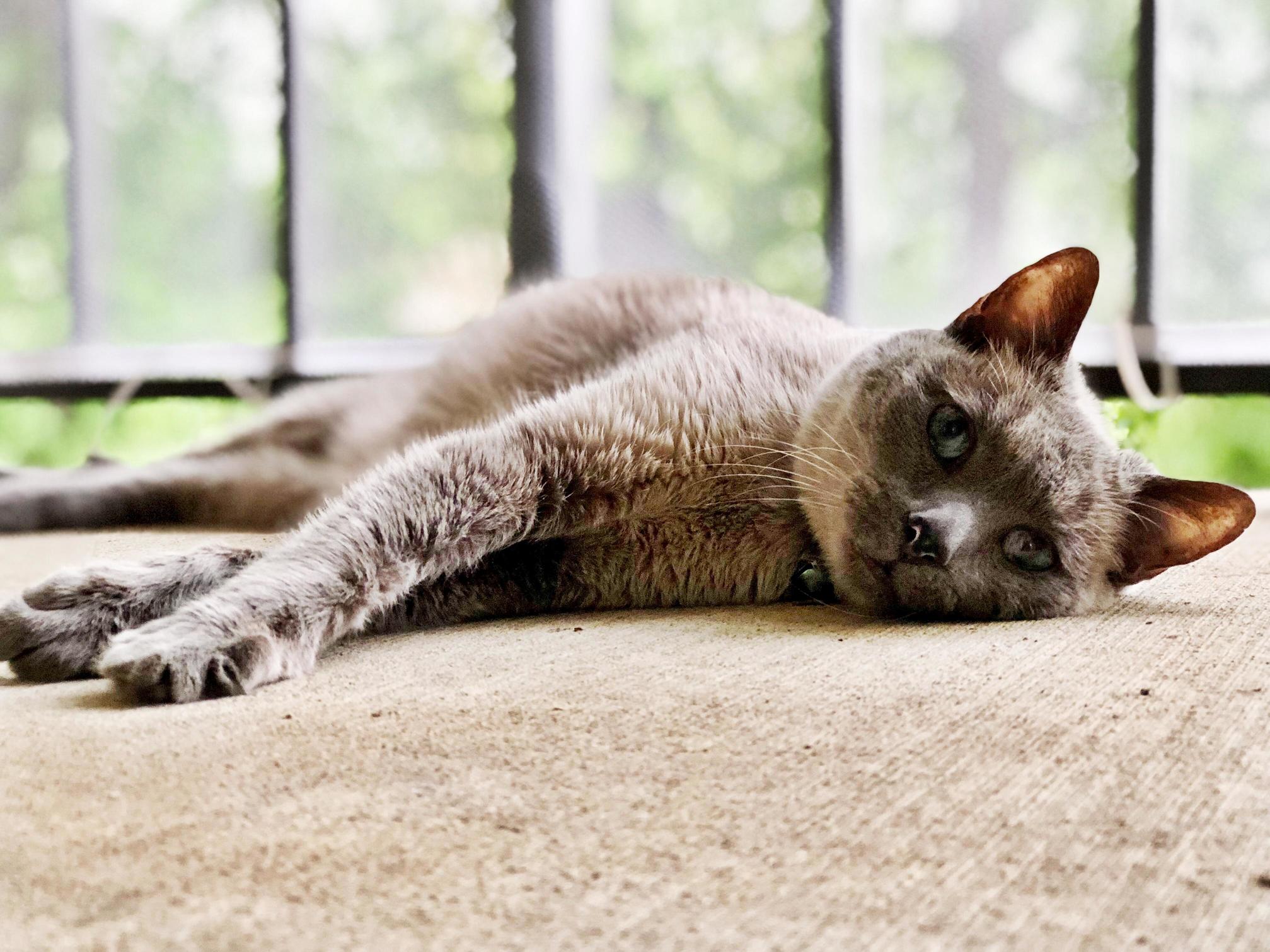 My 16-year-old Baby Prince Siddhartha