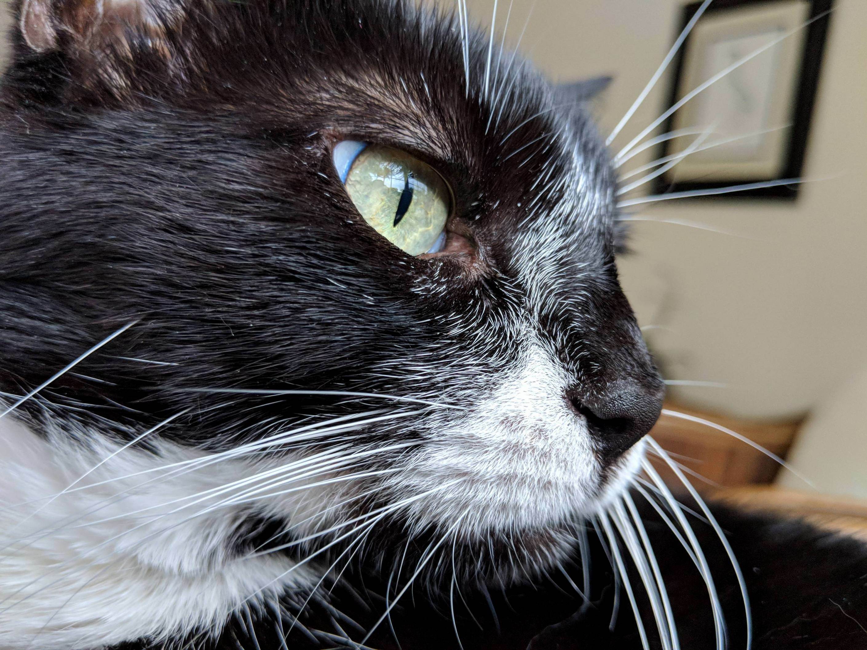 My Beautiful Cat Hermione