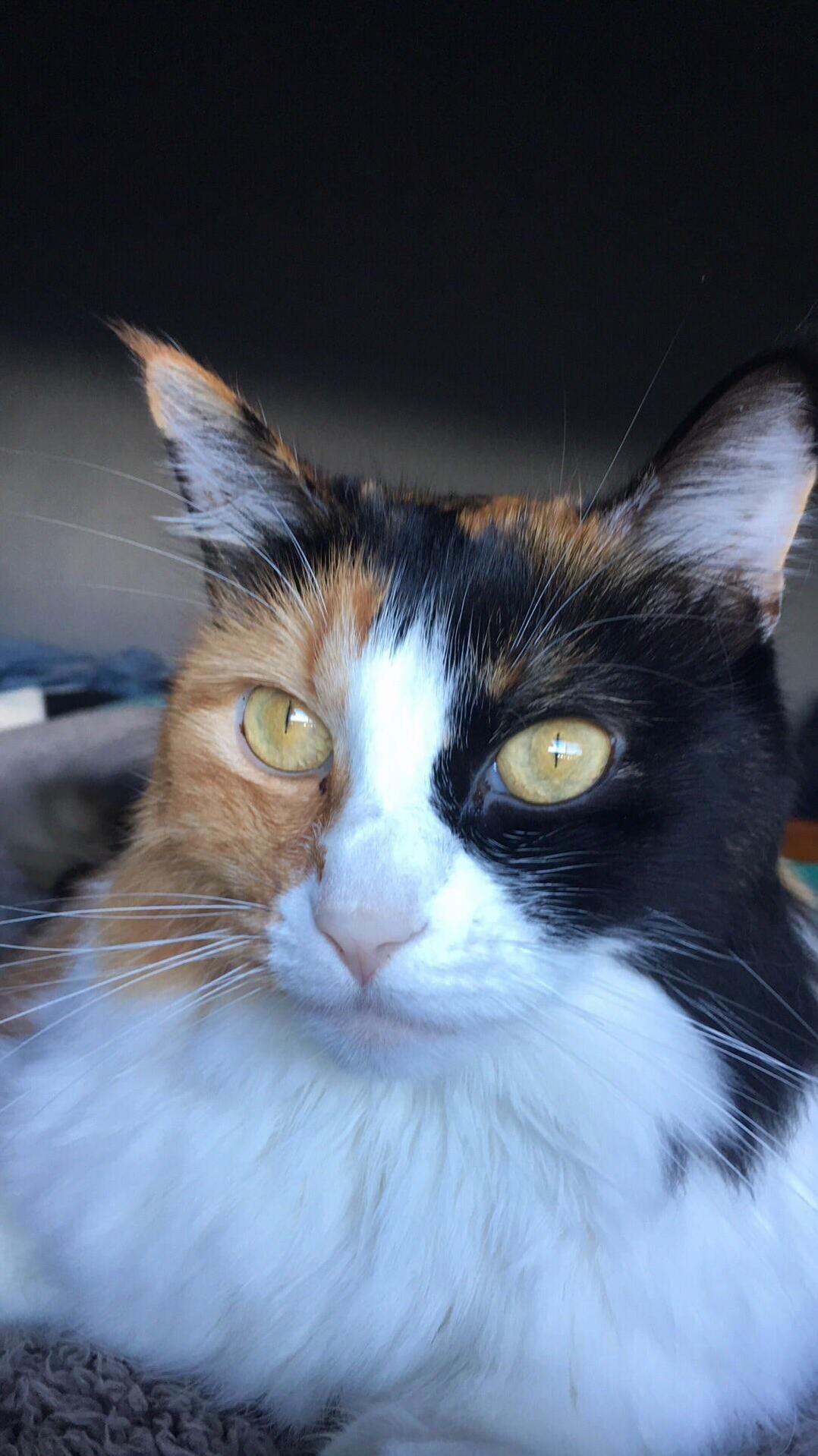 My Beautiful Girl Gary Cat. Ive Been Away for Two Nights. She Miss Me