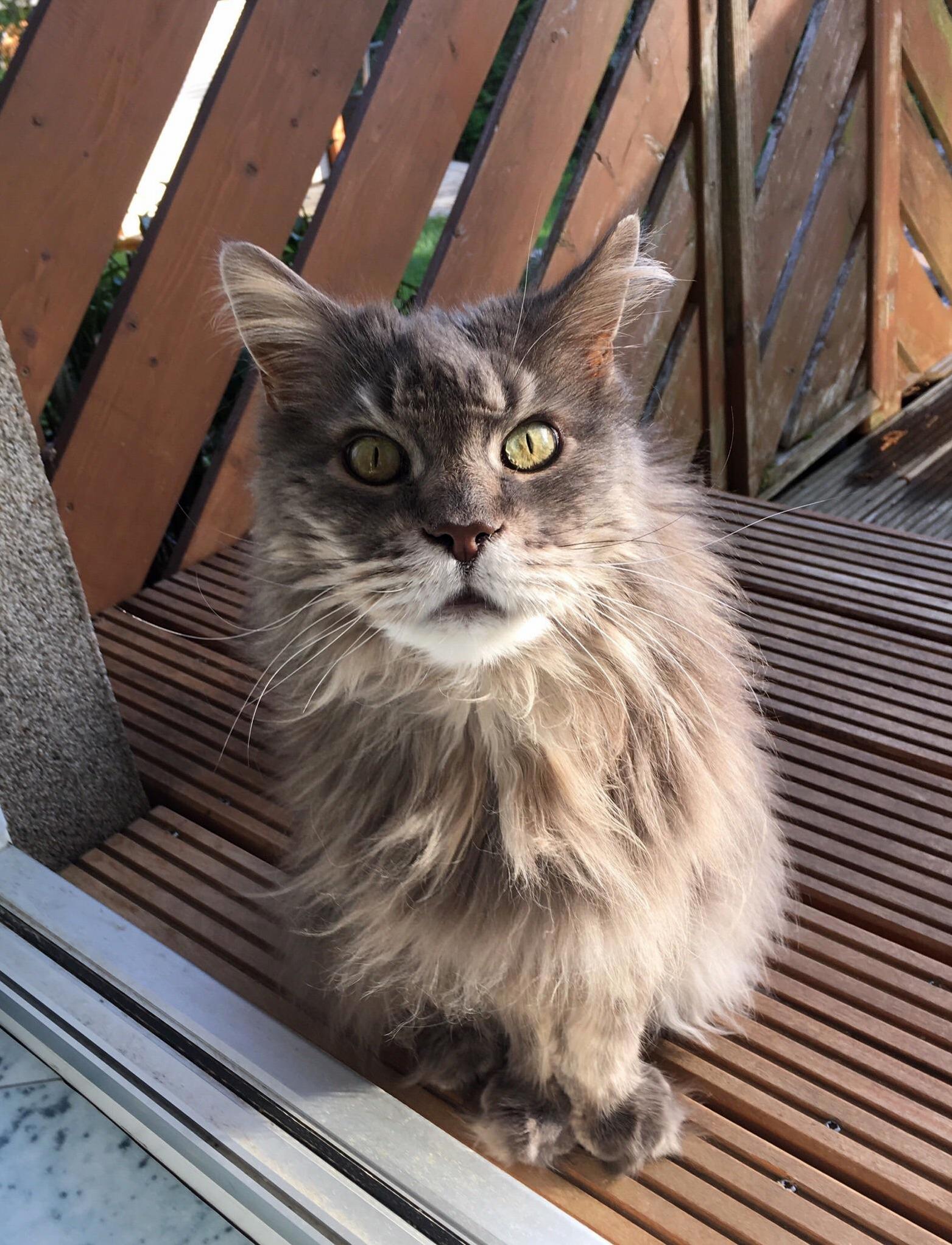 My Beautiful Girl Ronja Was Diagnosed with Leukemia Today