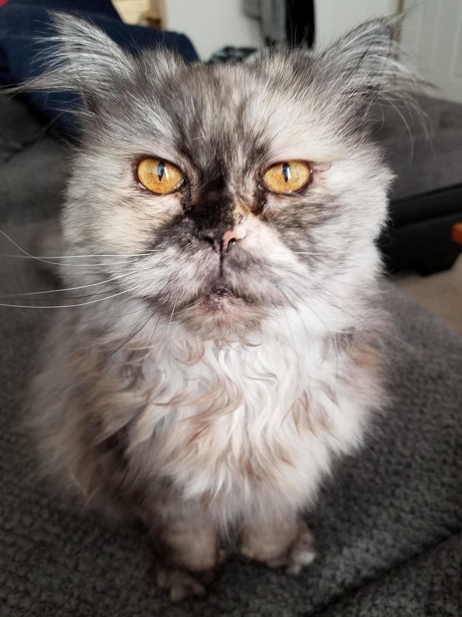 My Best Friend of 18 Years. Reddit, Meet Ashes aka Smashes. Shes Still Going Strong.