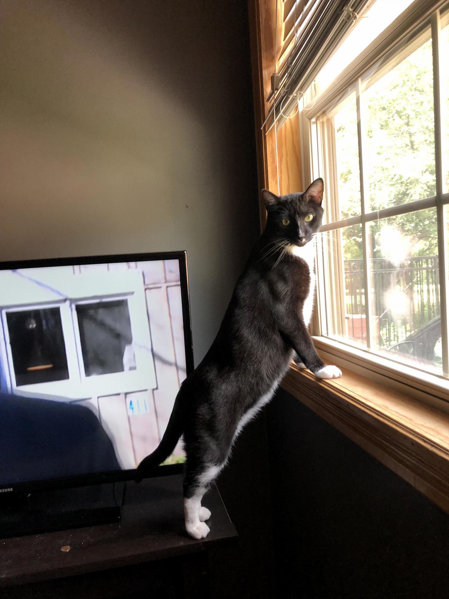 My Boy Alfred. Here He Is Wondering Why Im Watching Tv and Not Watching Him.