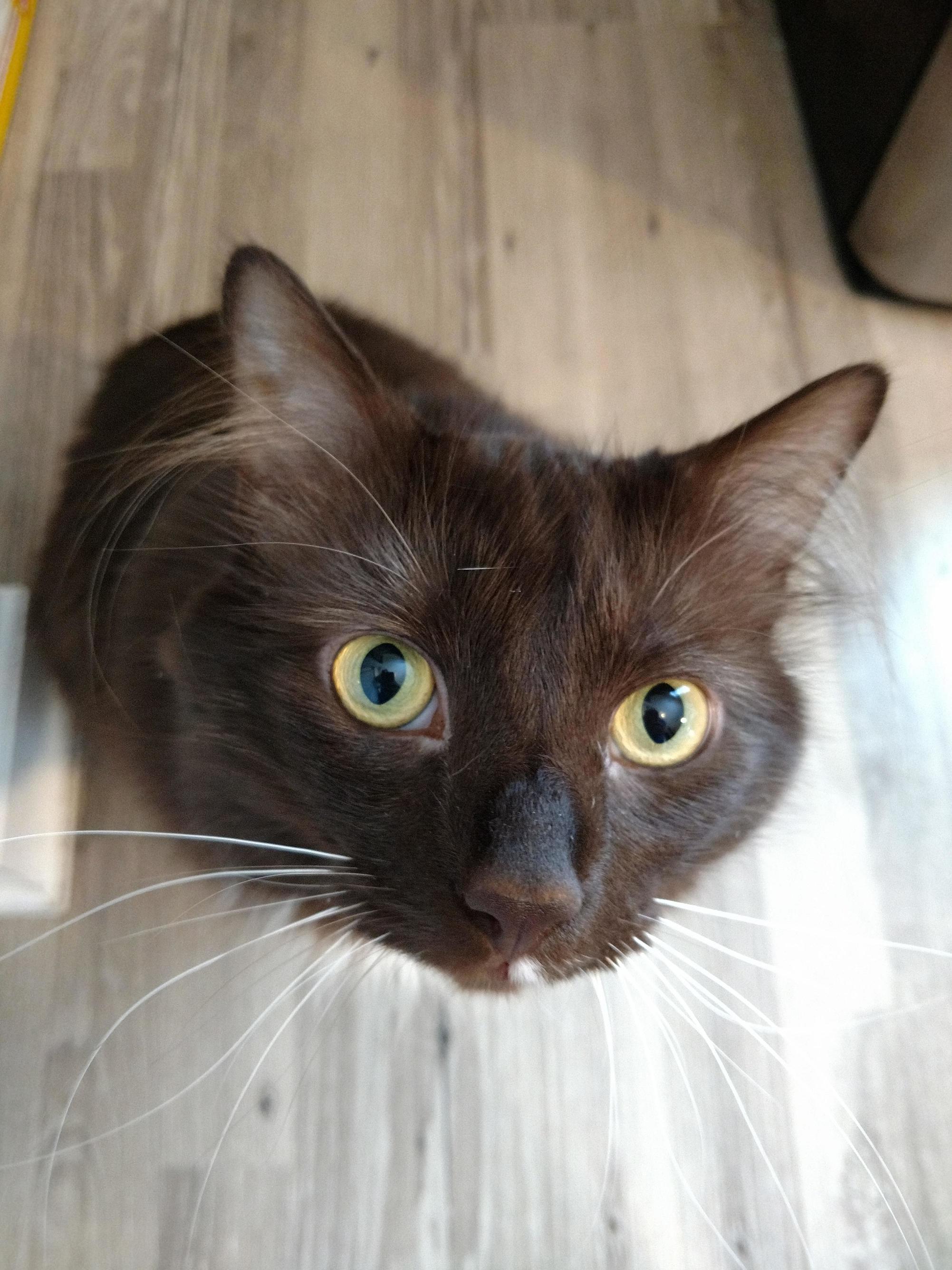 My Boy Coco. Never Shys from a Good Pic.