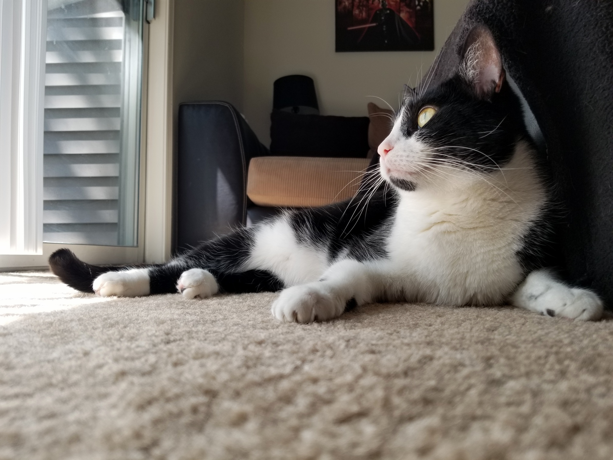 My Boy, Loki, Enjoying the Good Life.